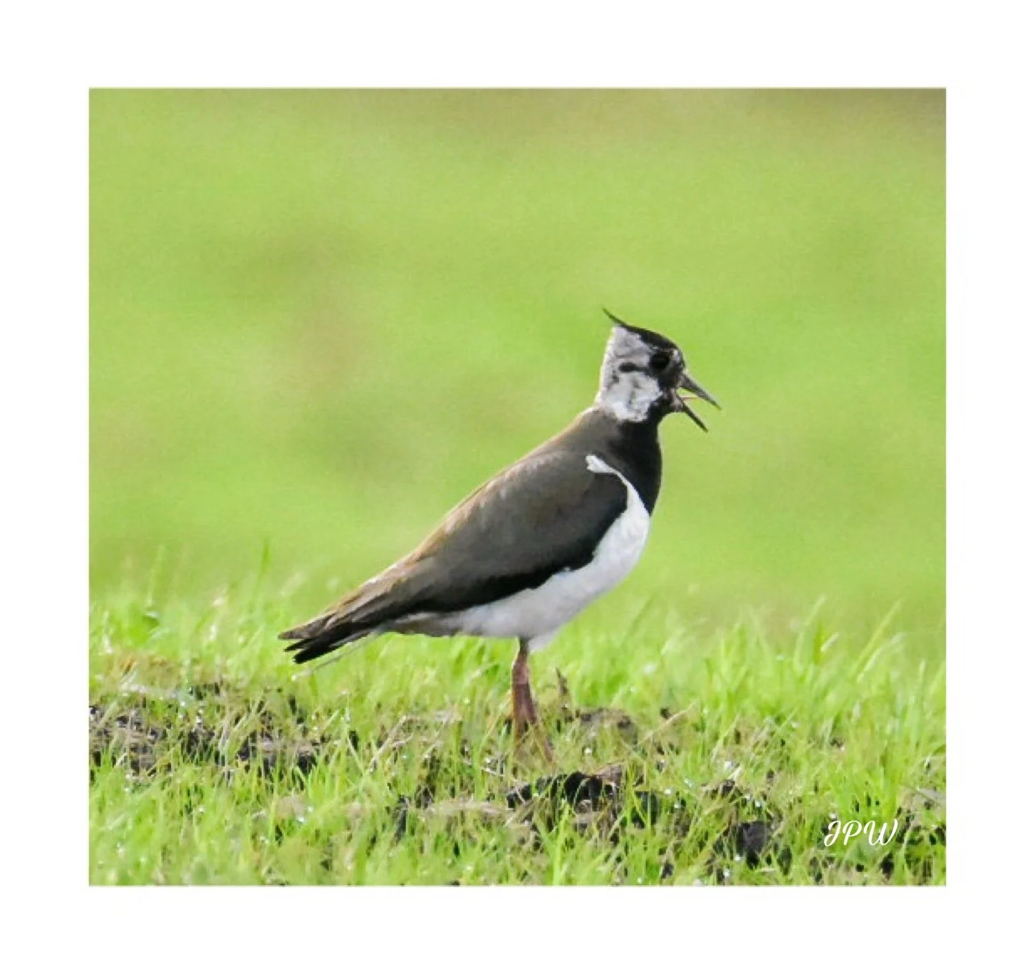 Lapwing
