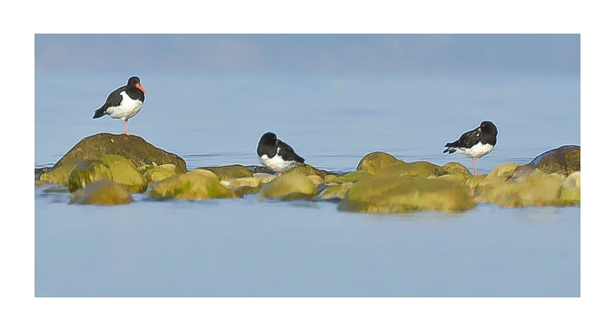 AR-43 : Oyster Catchers