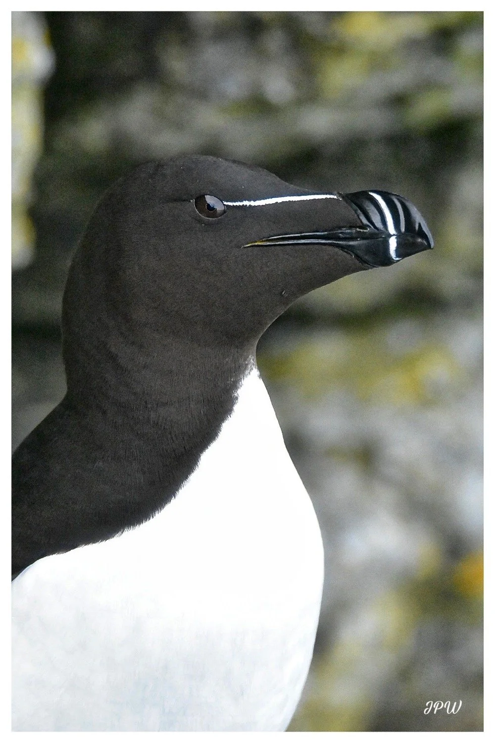 Razor Bill (Male)