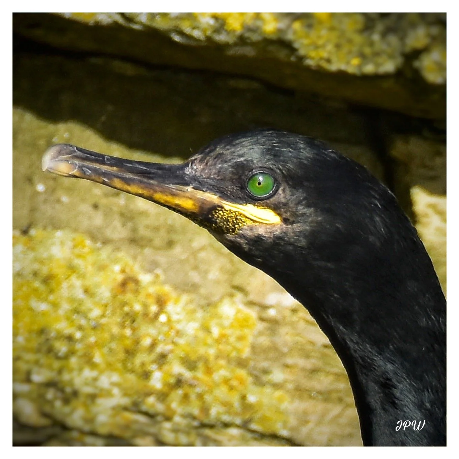 A Young Cormorant