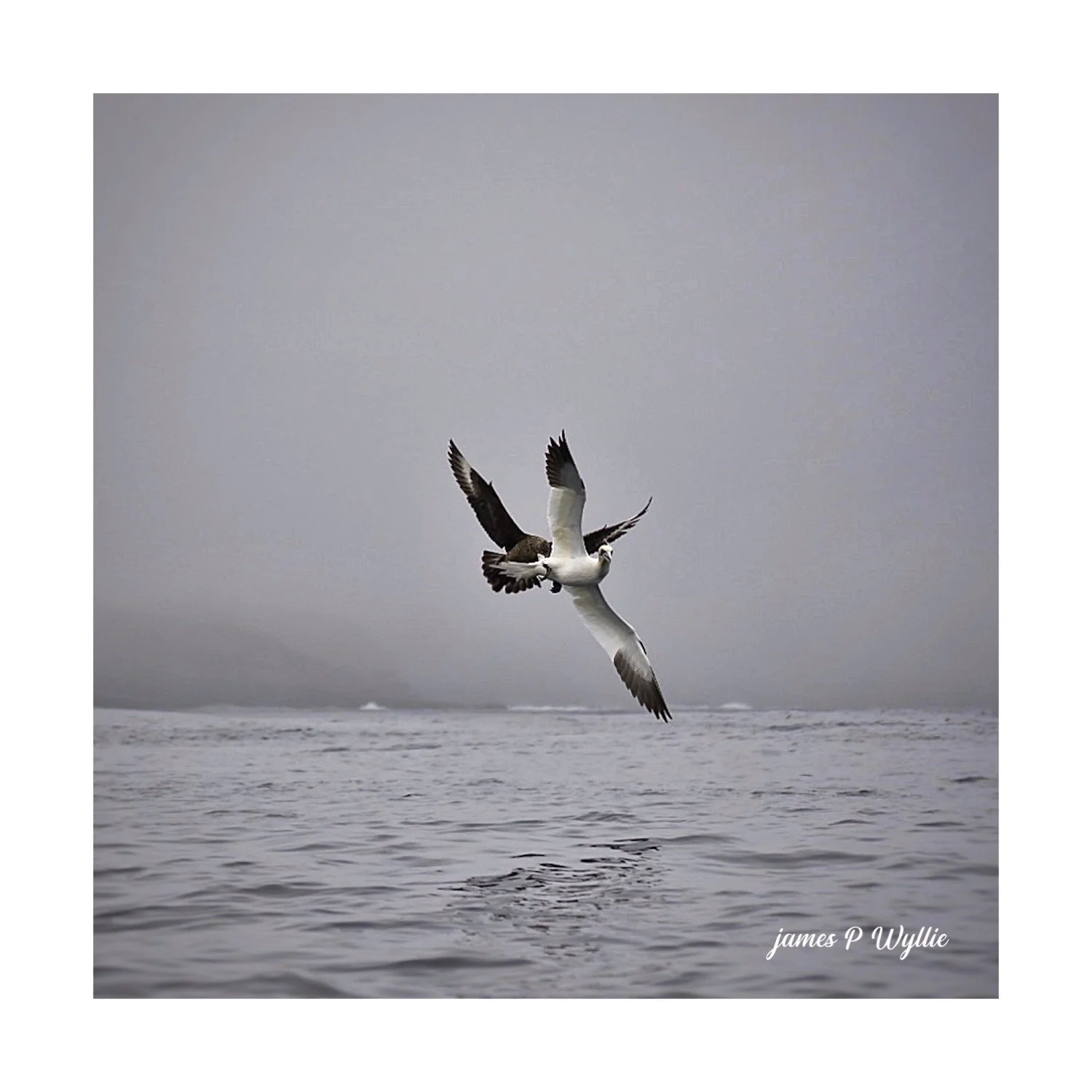 The Gannet & The Great Skua