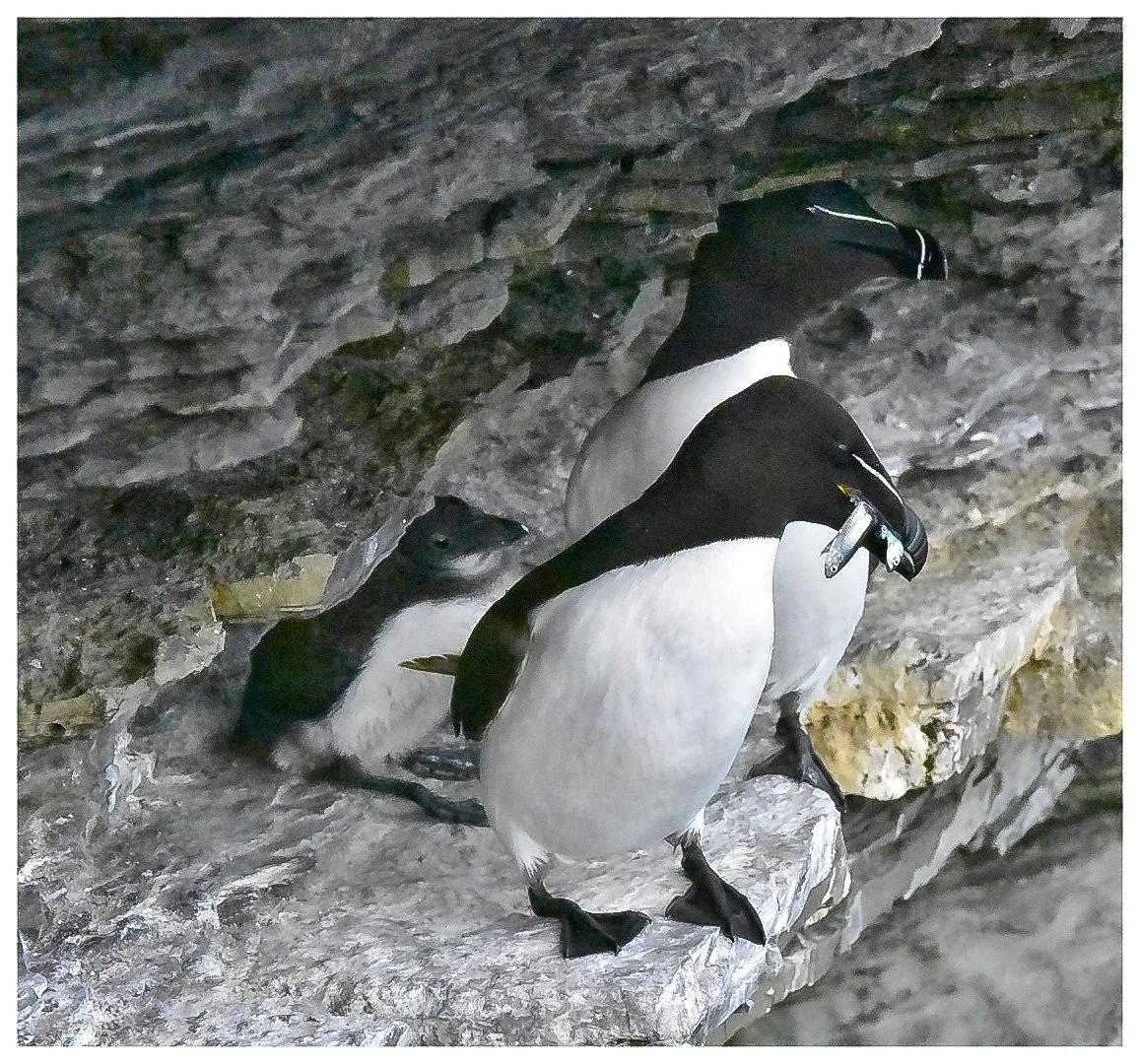 Razor Bills with Chick