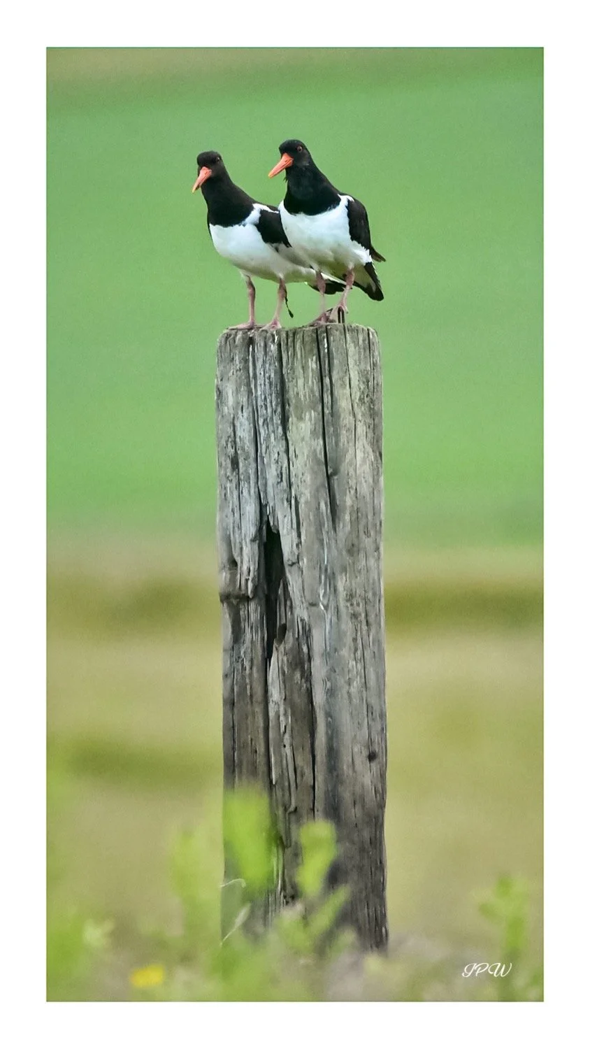 The Two Oyster Catchers
