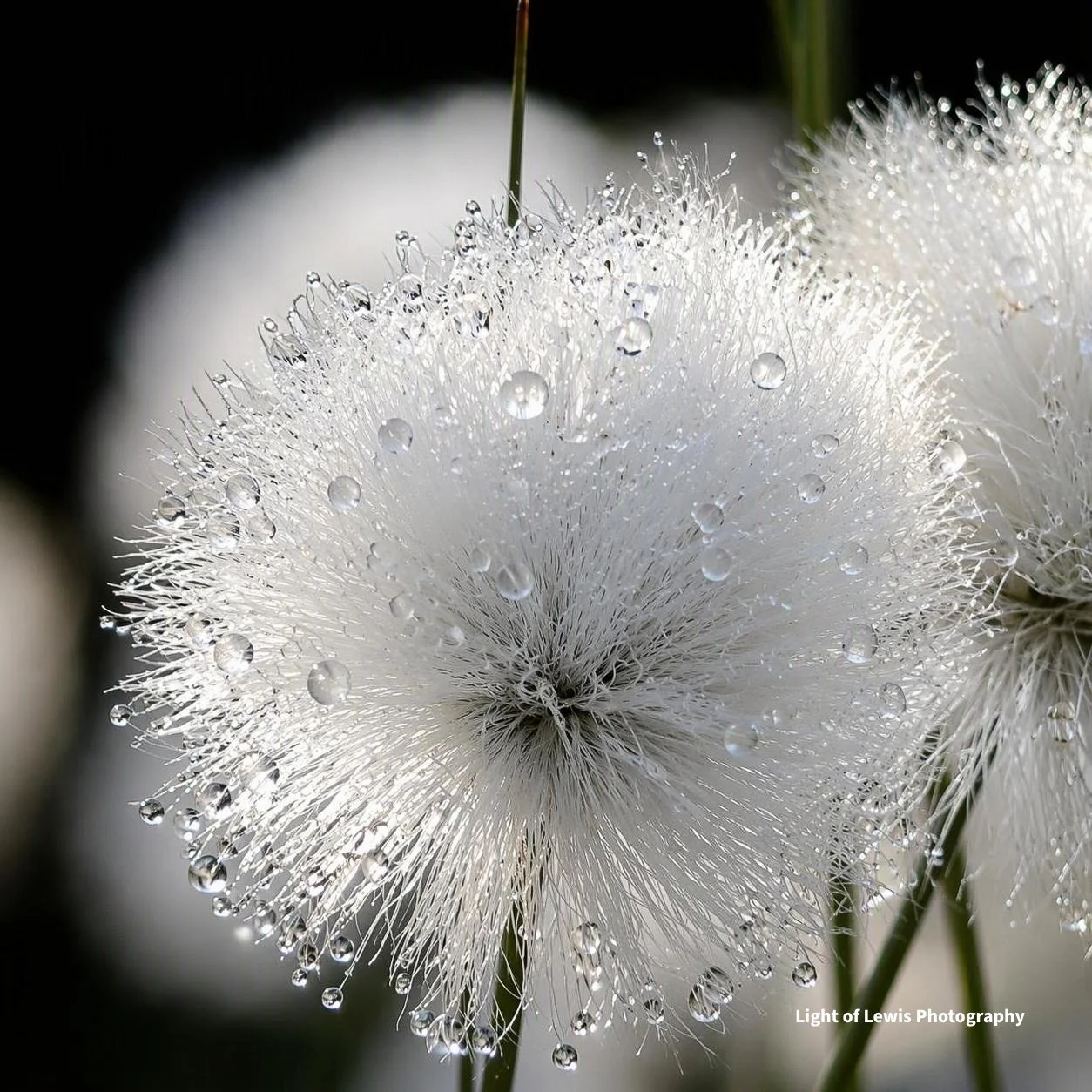Morning Dew on the Machair