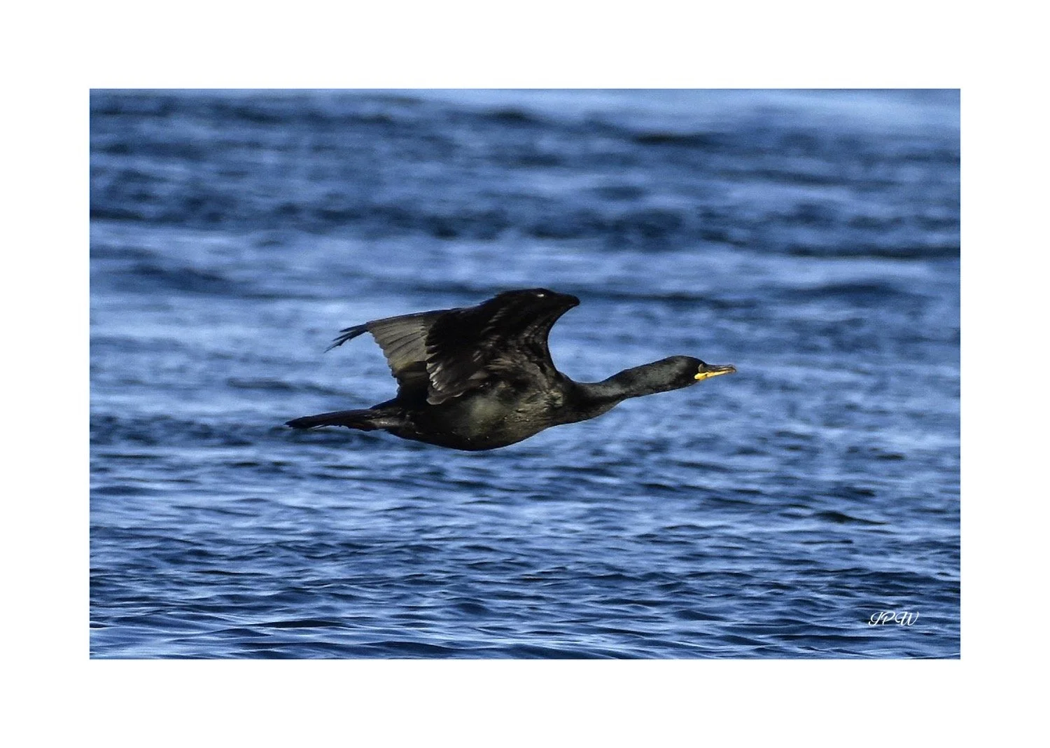 Flight of the Cormorant