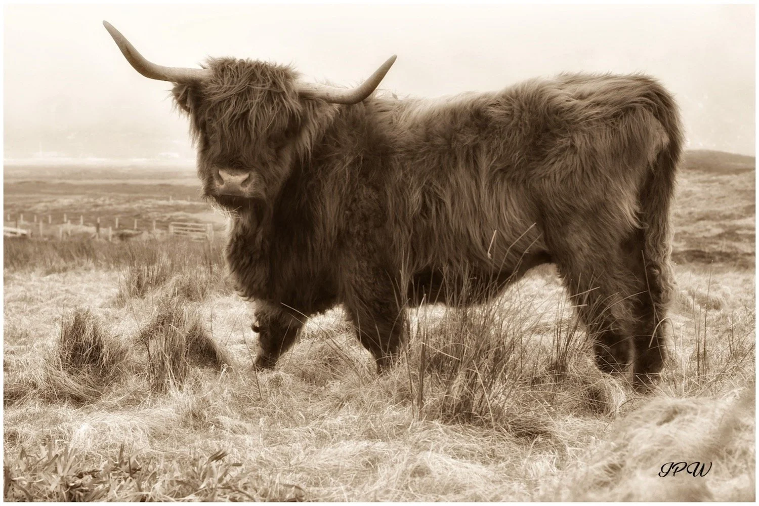 Highland Cow