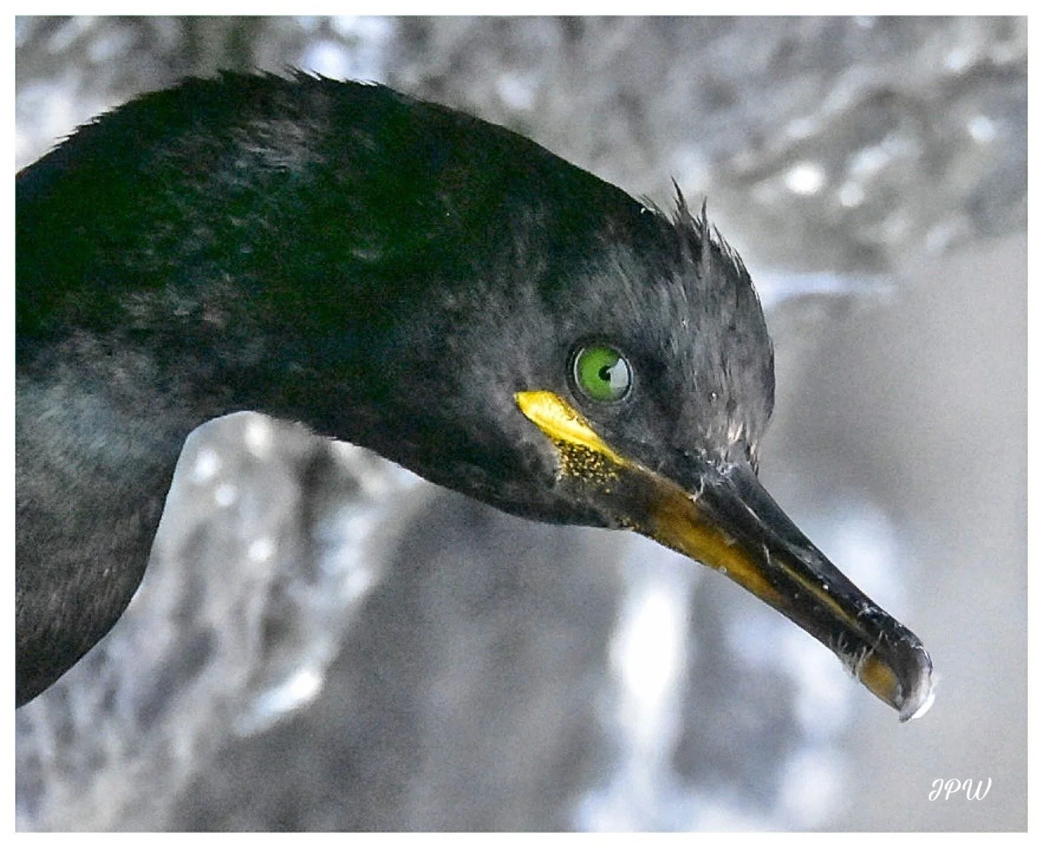 A Young Cormorant