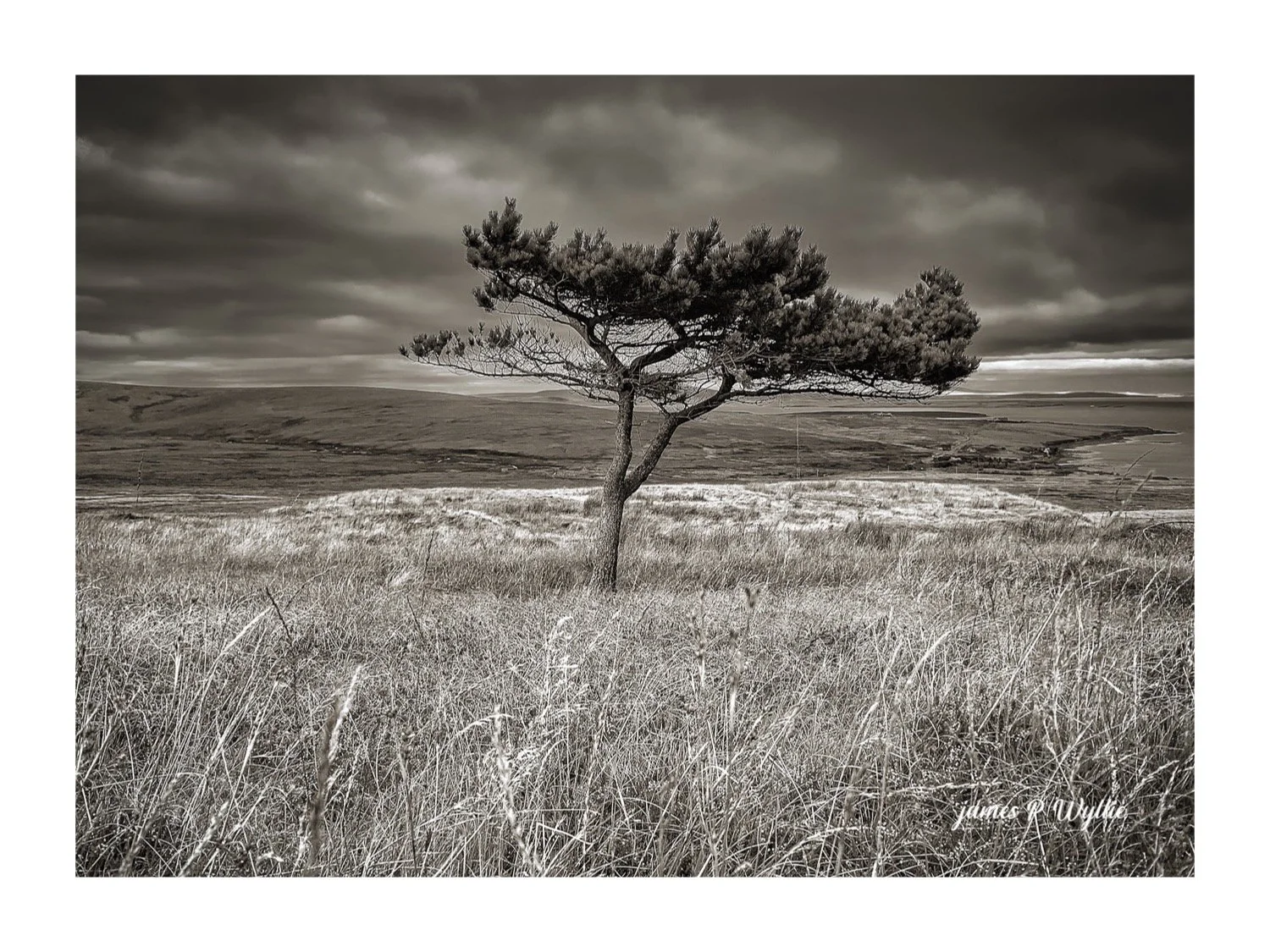 Scots Pine, Isle of Hoy