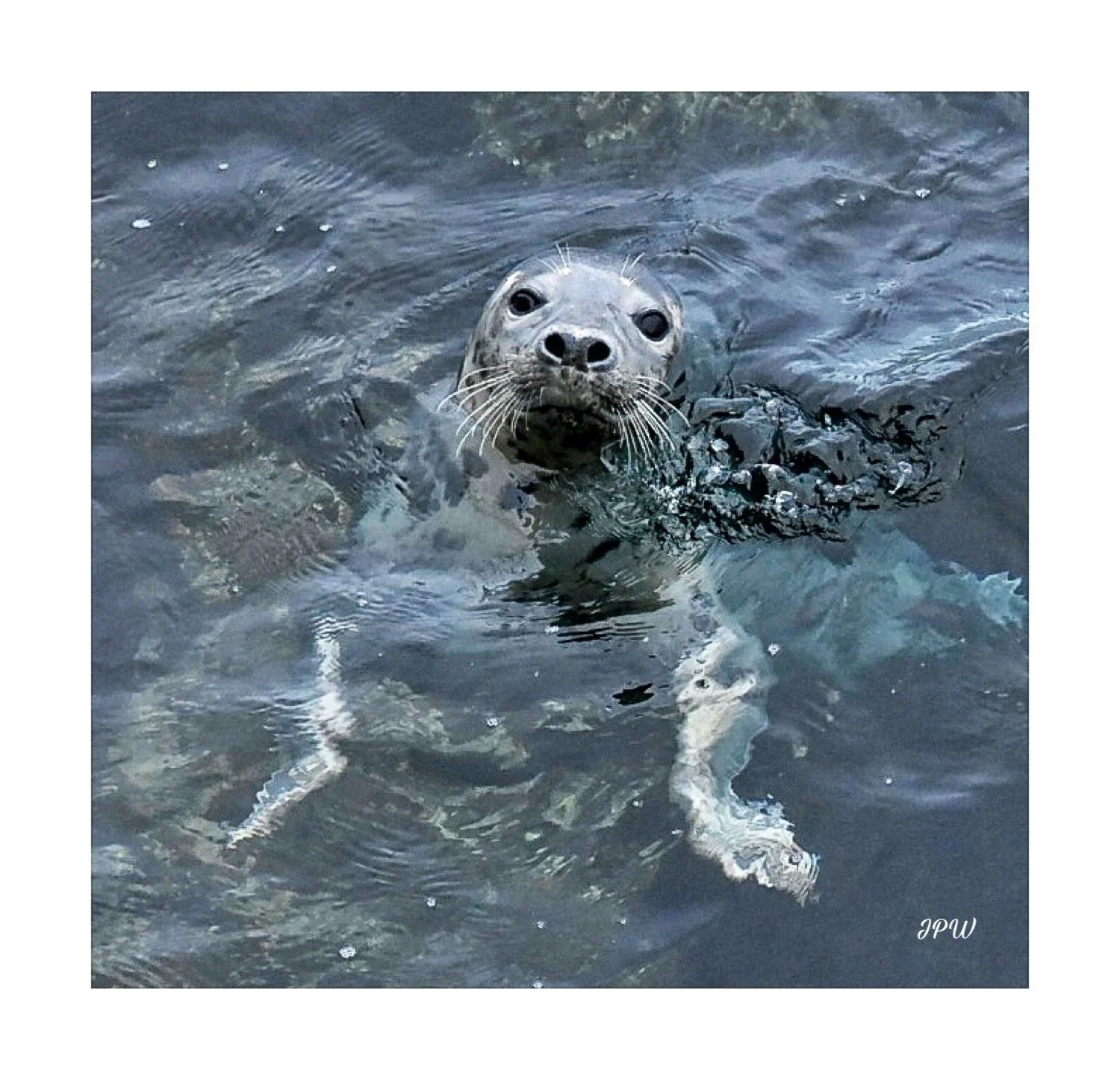 Grey Seal