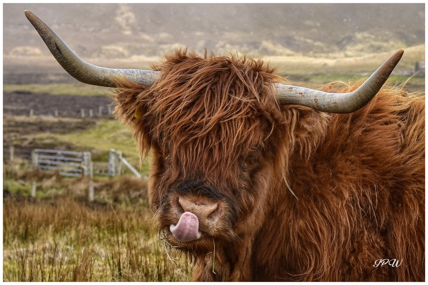 Highland Cow (Close Up)
