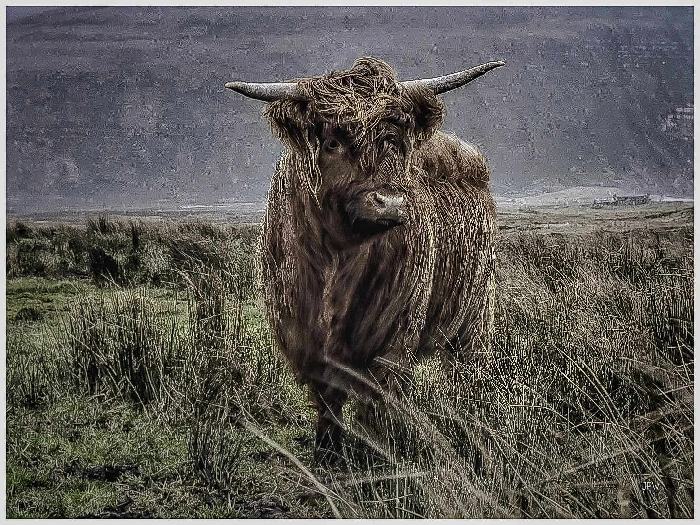 Highland Cow at Rackwick