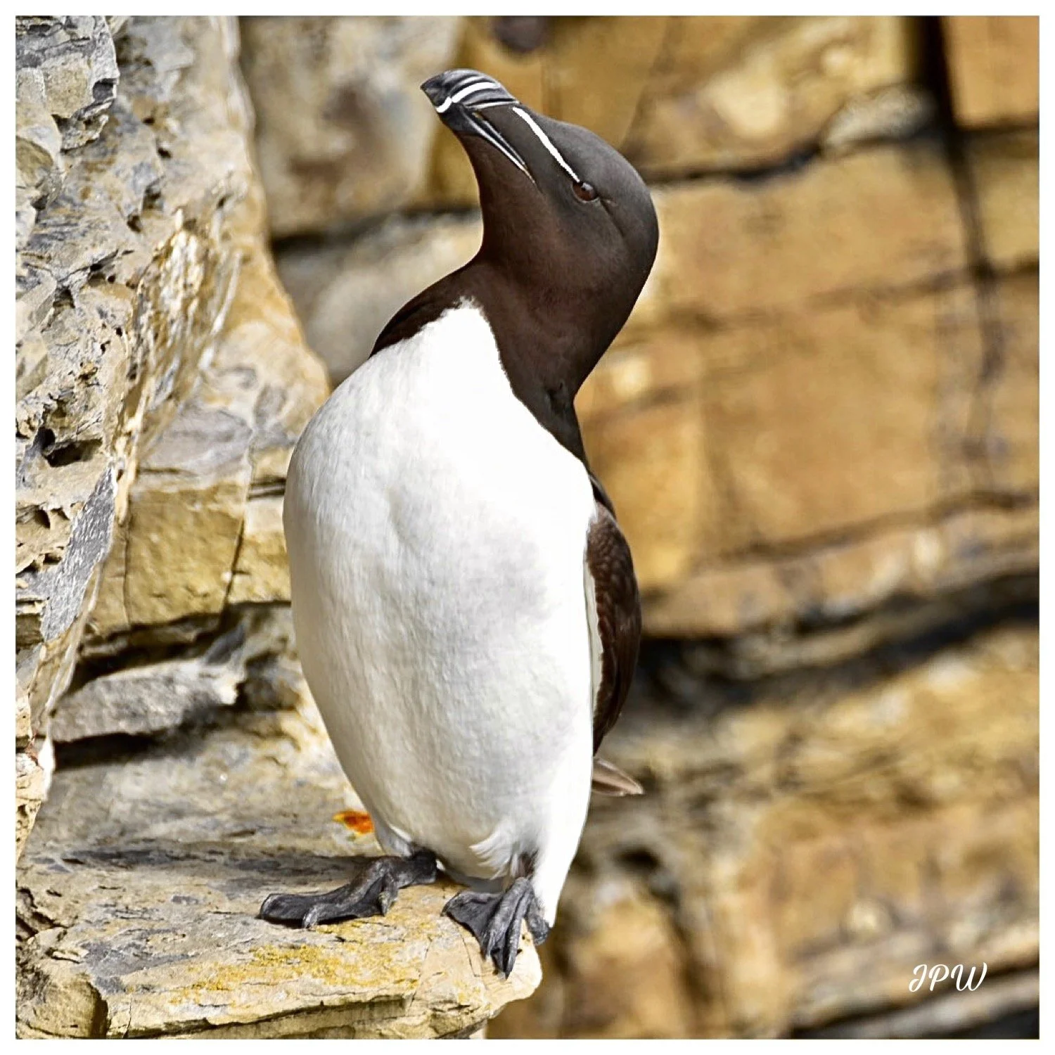 Razor Bill