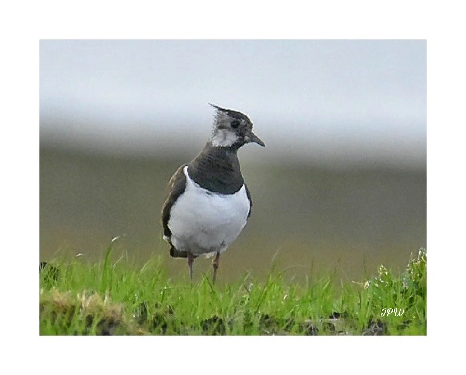 The Lapwing