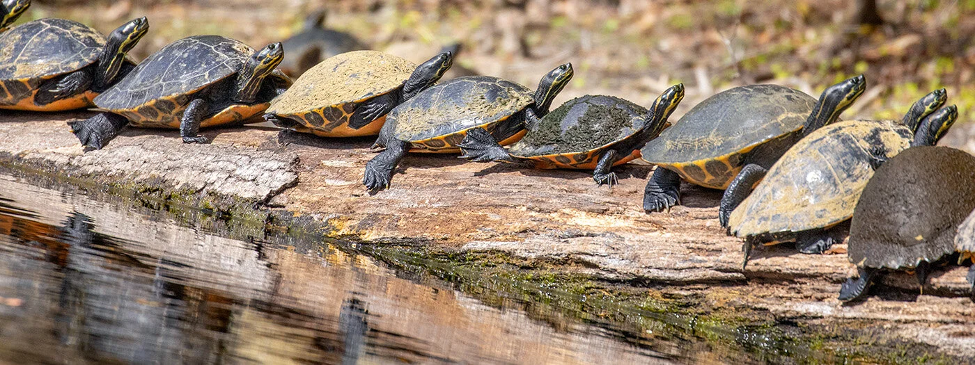 First rights of nature measure in Florida moves to county vote