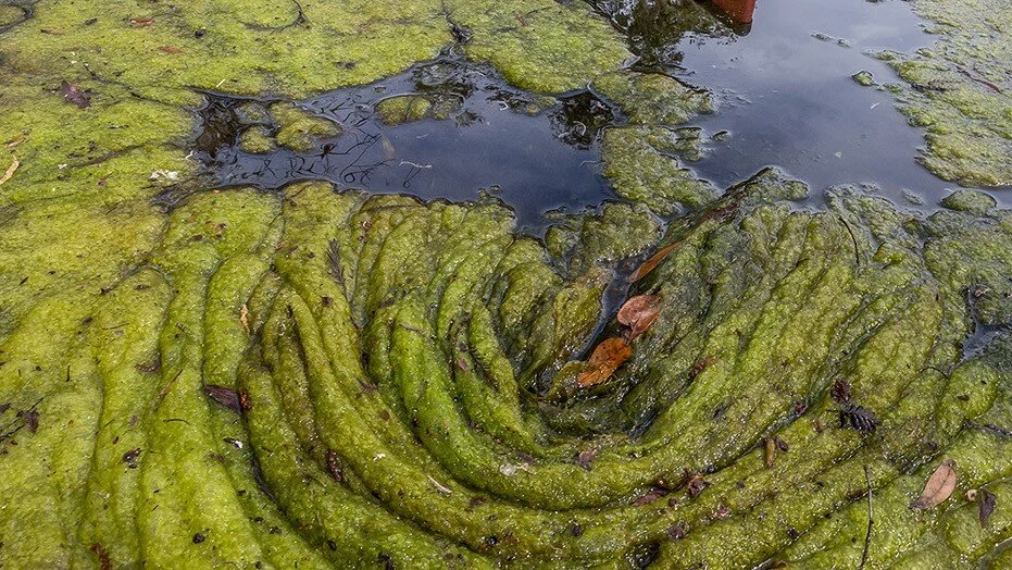 Orlando Sentinel&nbsp;·&nbsp;Could rivers have rights just like people? Seminole commissioner wants to know