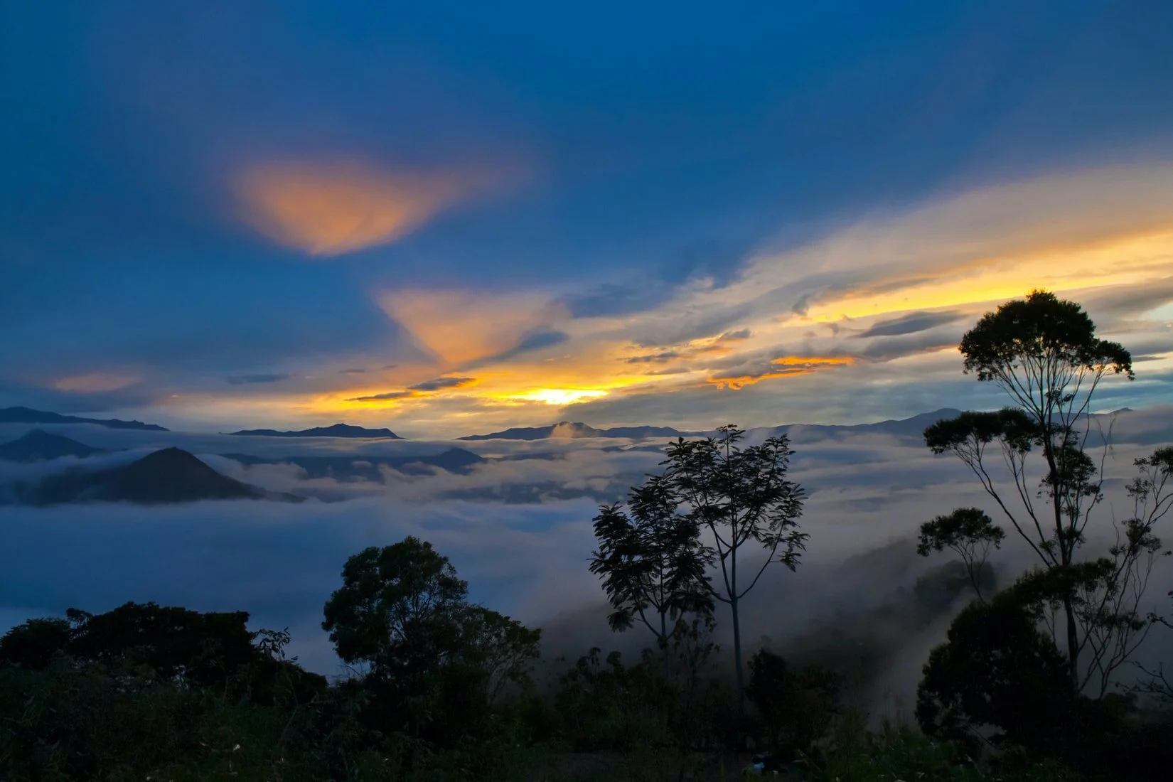 Press Release: CDER Testimony and Amicus Brief in Los Cedros Case in Ecuador-11/20/2020