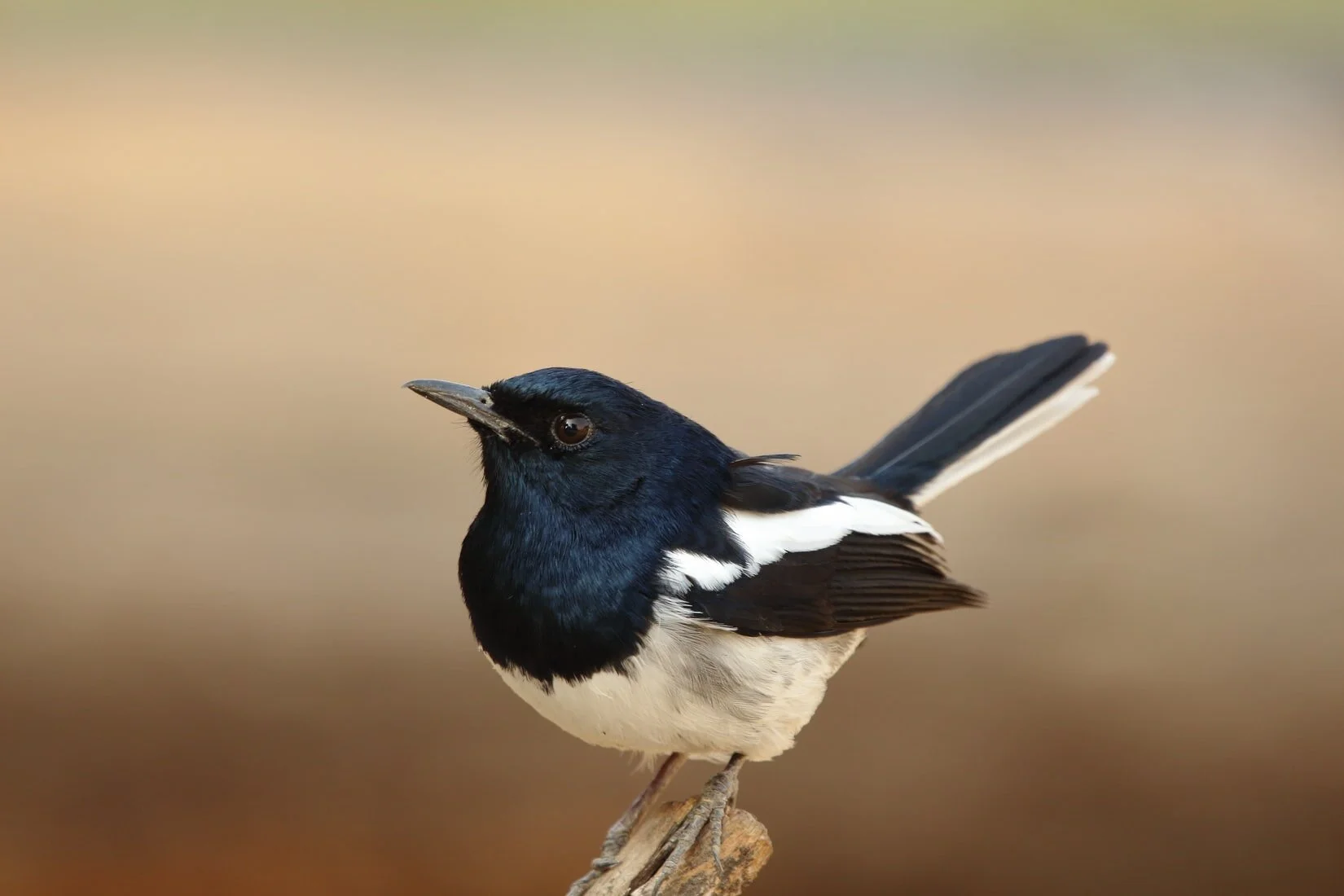 First Rights of Nature Law Passed in Canada - Magpie River-2/24/2021