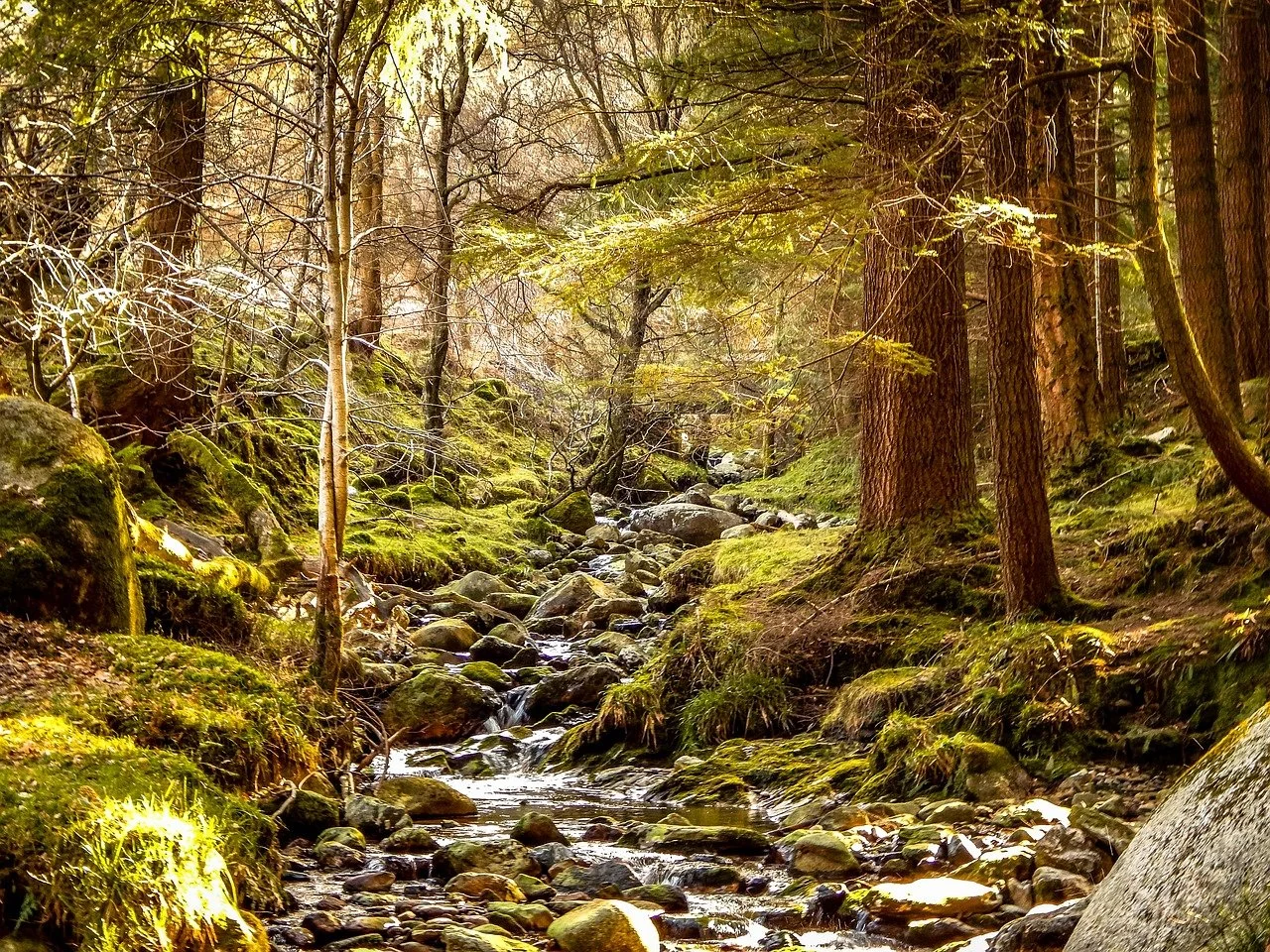 Press Release: Ireland Parliament Advances Rights of Nature Constitutional Amendment 