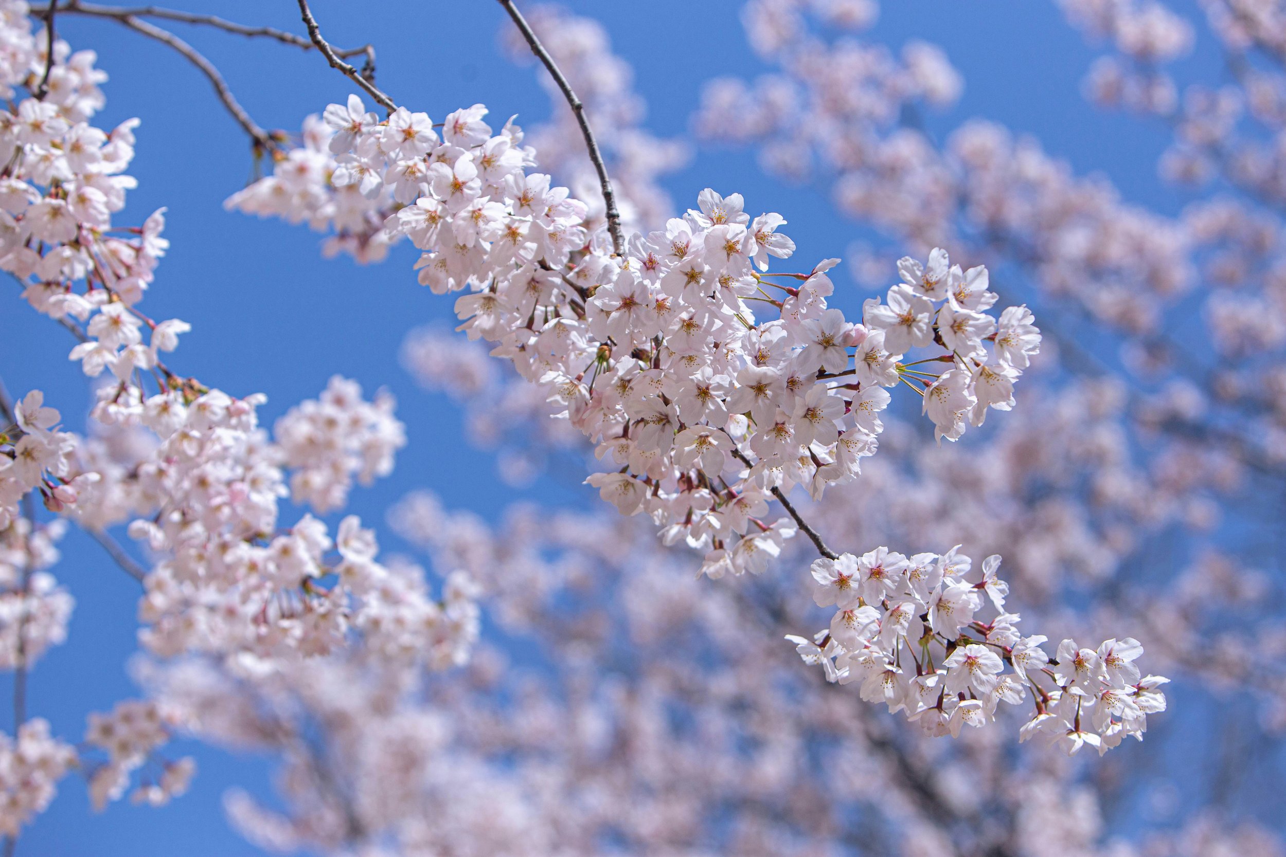 Cherry Blossoms in Seoul, Korea