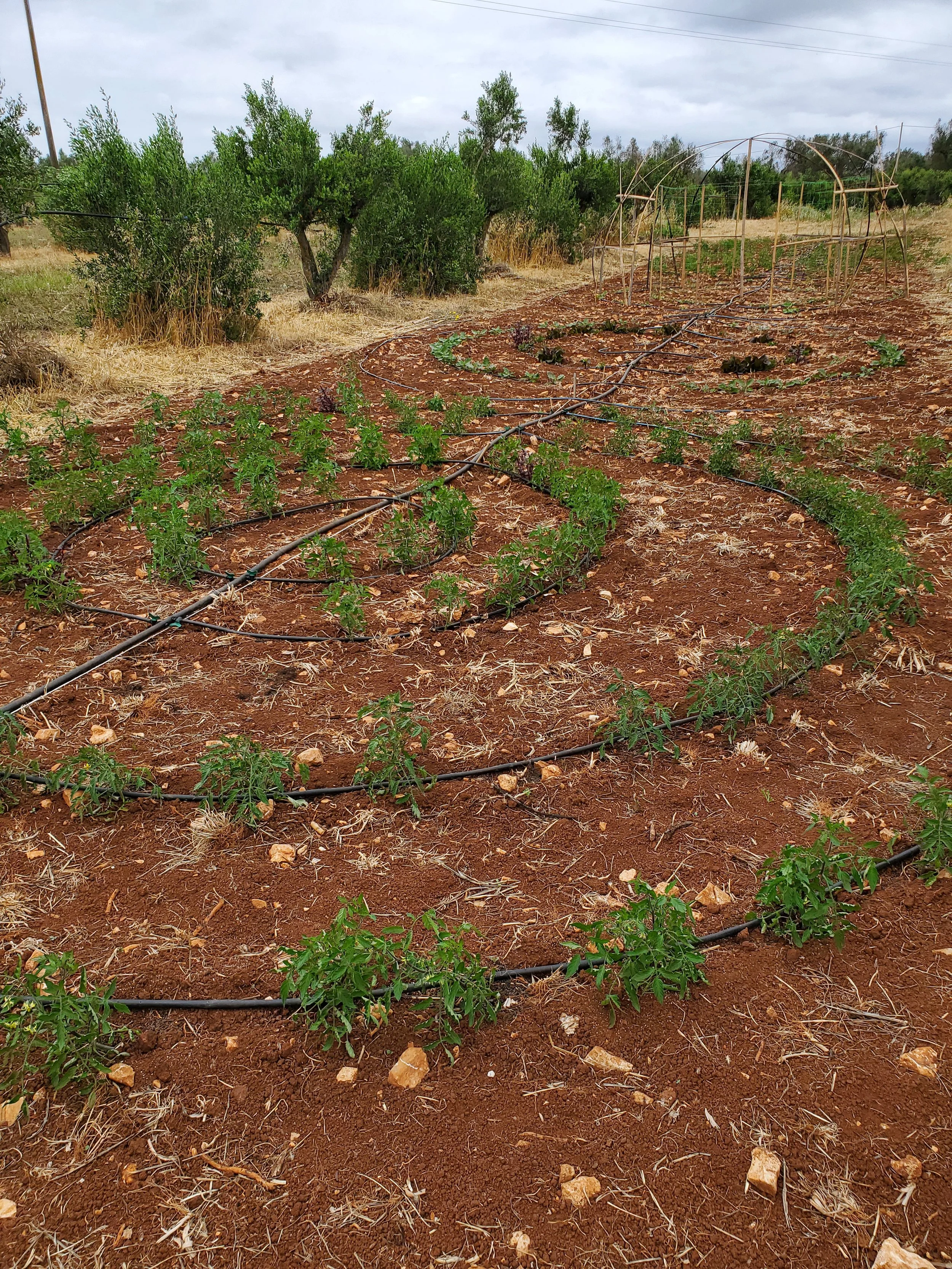 Italy, small scale farming with peasant seeds