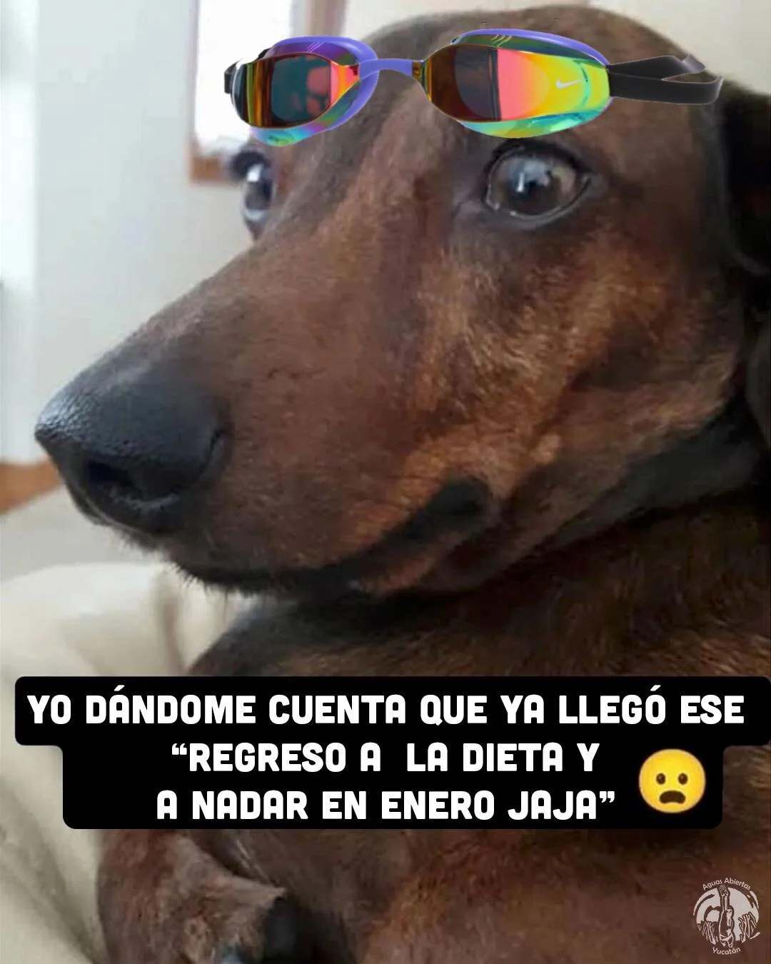 De vuelta con todo 😅 #viernesdememe #siguenadando

&bull;
&bull;
#Aguasabiertasyucatan
#openwaterswimming #aguasabiertas #aguasabiertasmexico #swimming
