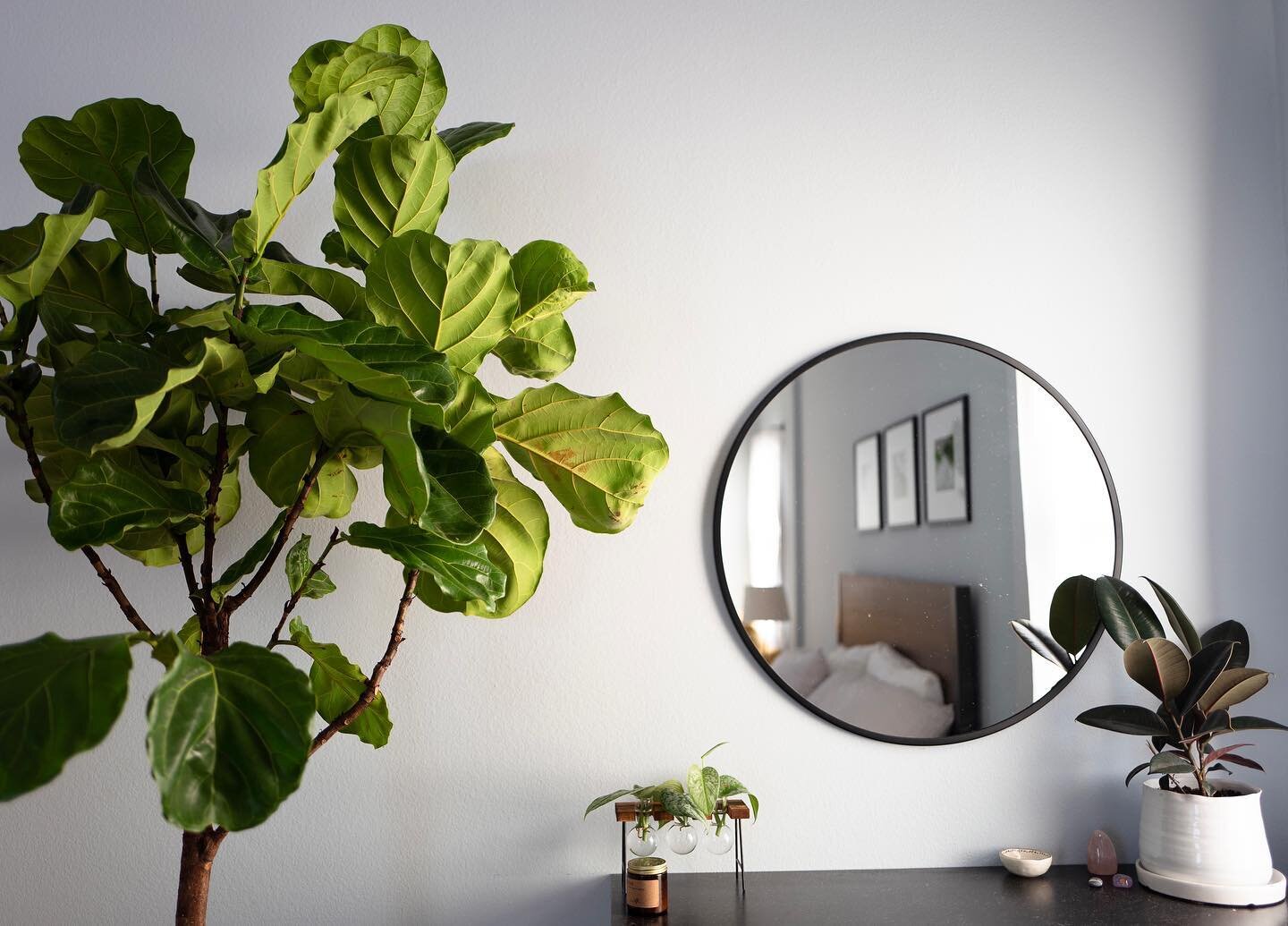 the rich, deep colors of the fiddle leaf fig and the burgundy rubber tree make them ideal complements to any cool toned wall. if you live in an apartment updated in the last few years chances are you've got a wall (or two or three or four) just like 