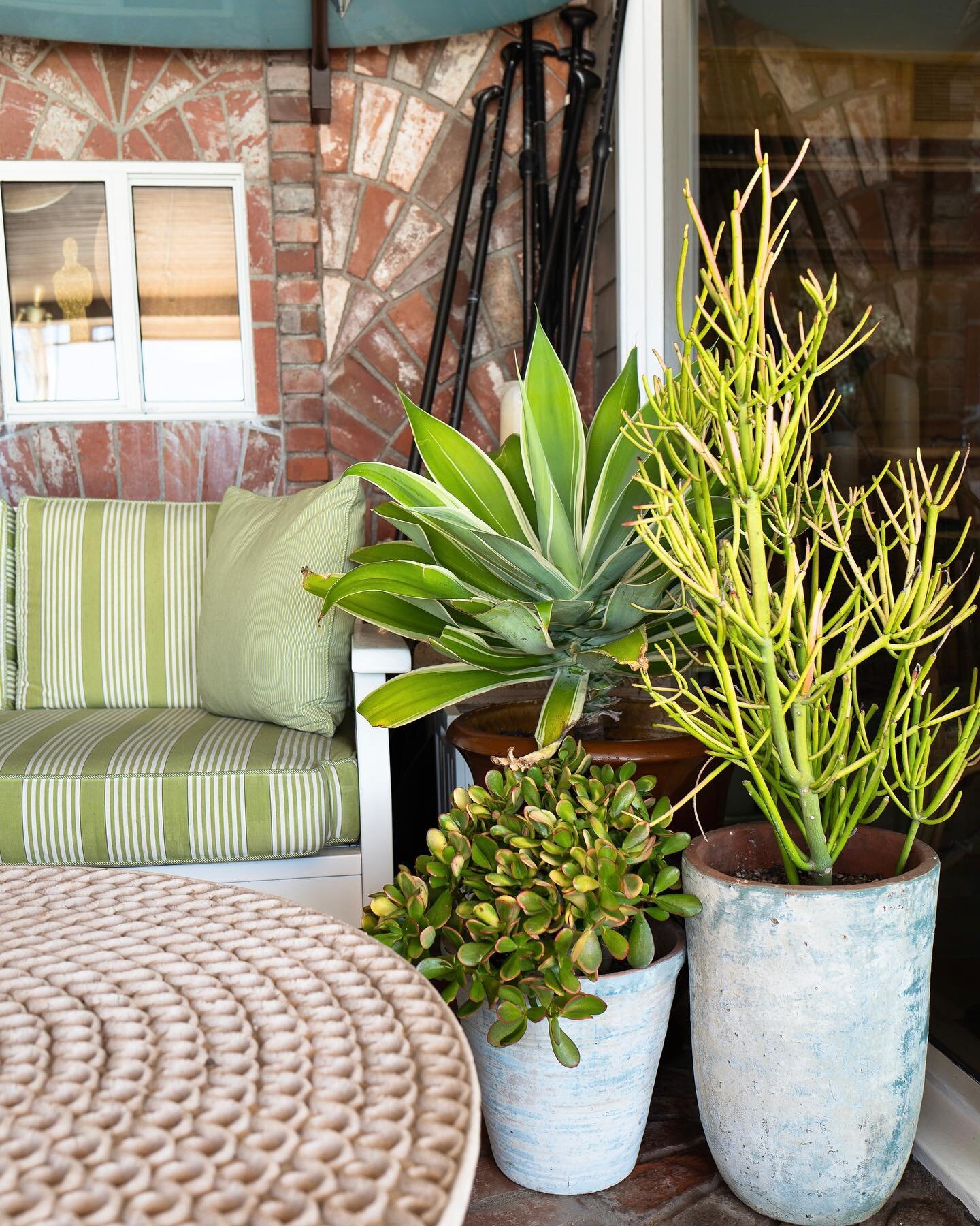 agaves are our go-to for patios that receive very little sun. we love the foxtail agave for its dramatic, silvery leaves, though occasionally we opt for a variegated agave like the one pictured. and no, this species does not produce tequila. you'd ne