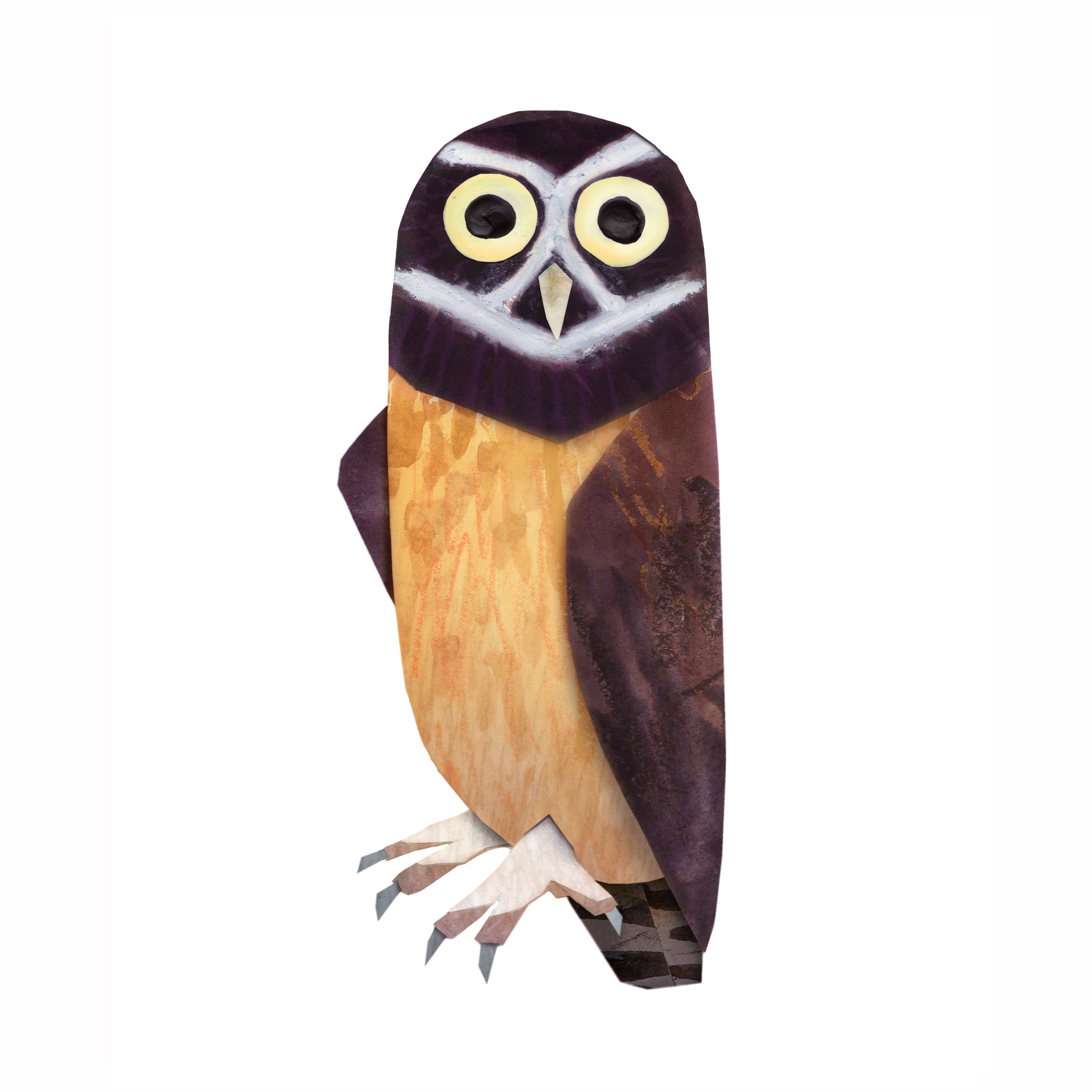 Spectacled Owl_IMage_Brendan_Wenzel.jpg