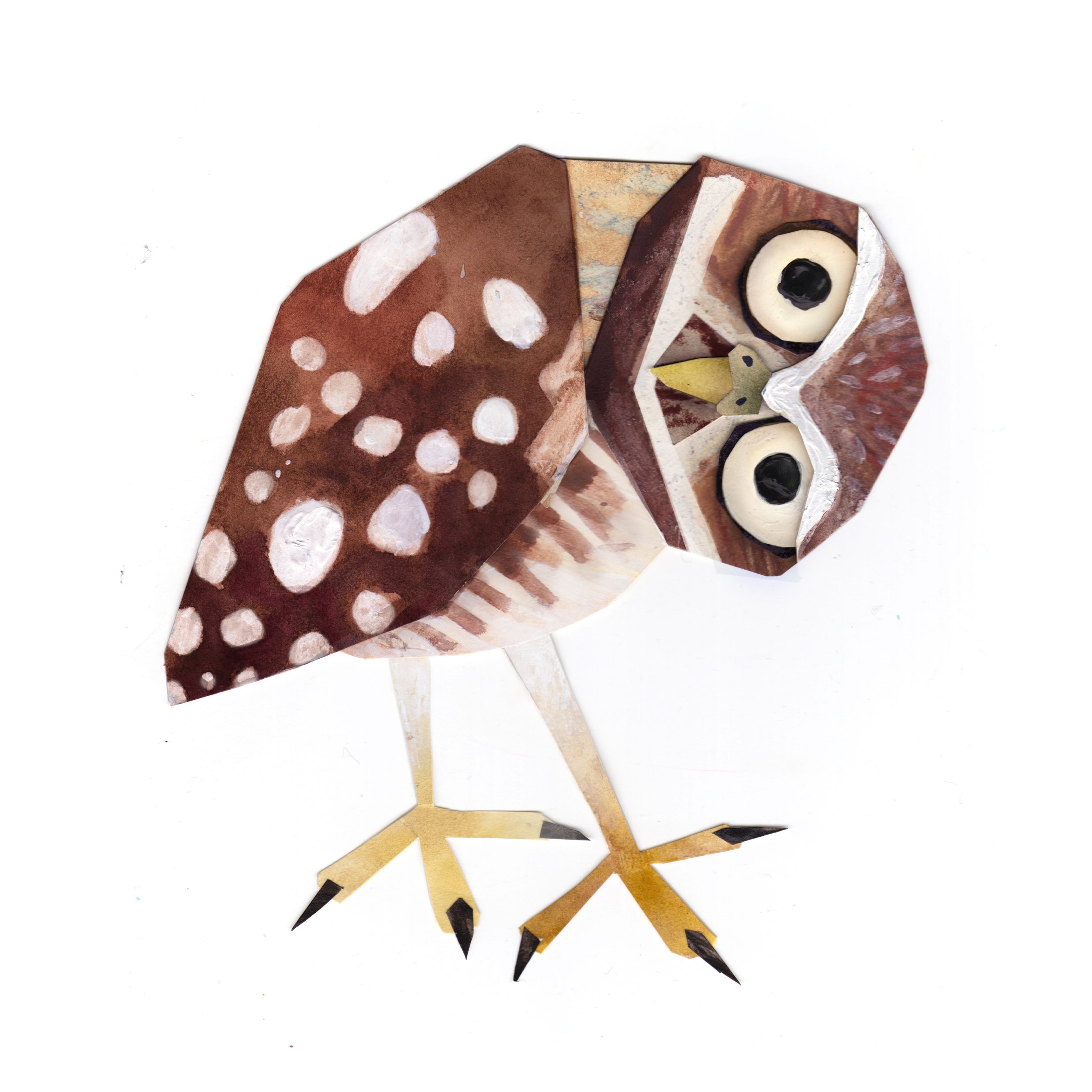 Burrowing Owl_image_Brendan_wenzel.jpg