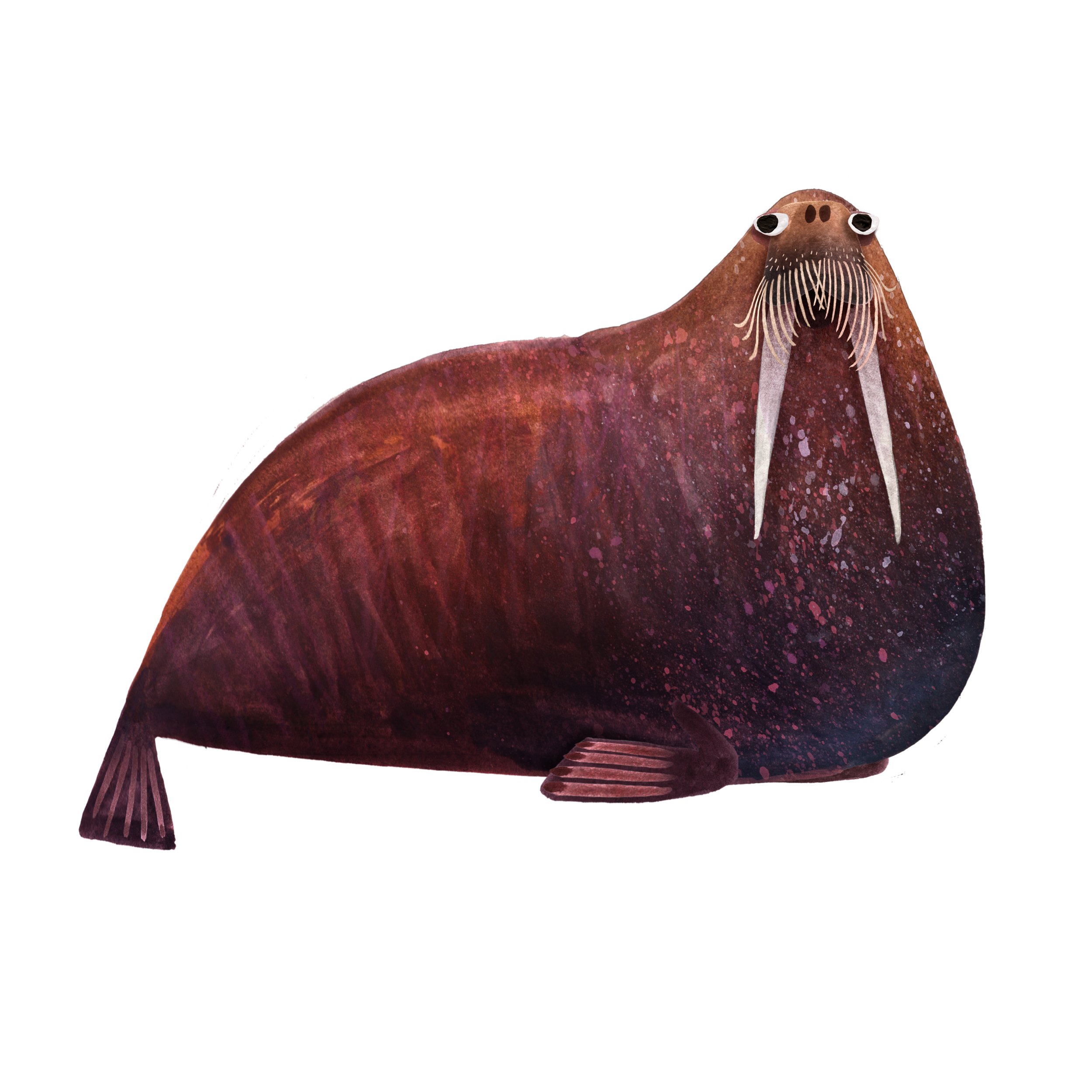 Walrus_image_Brendan_wenzel.jpg