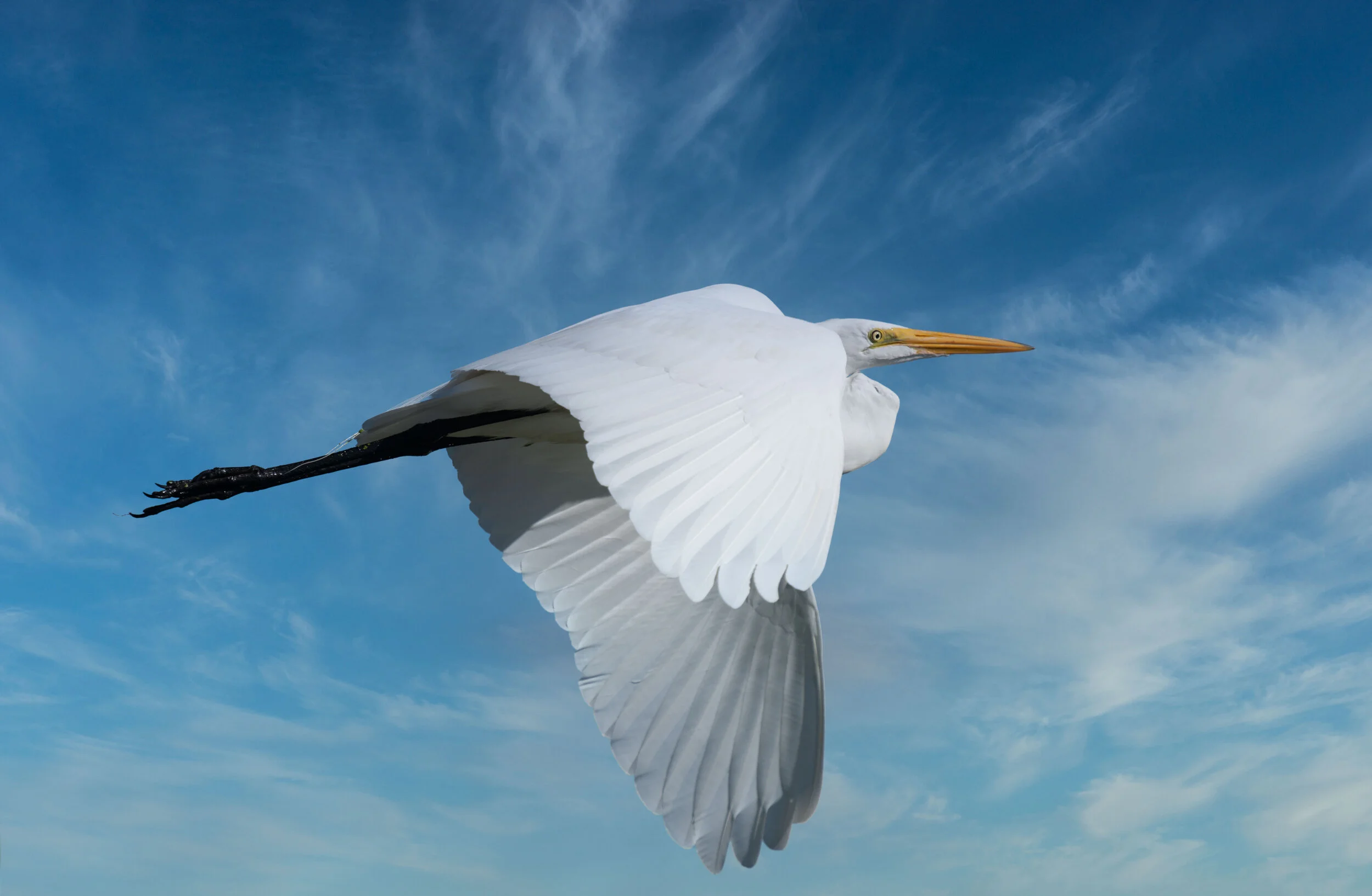 ardea-alba.jpg