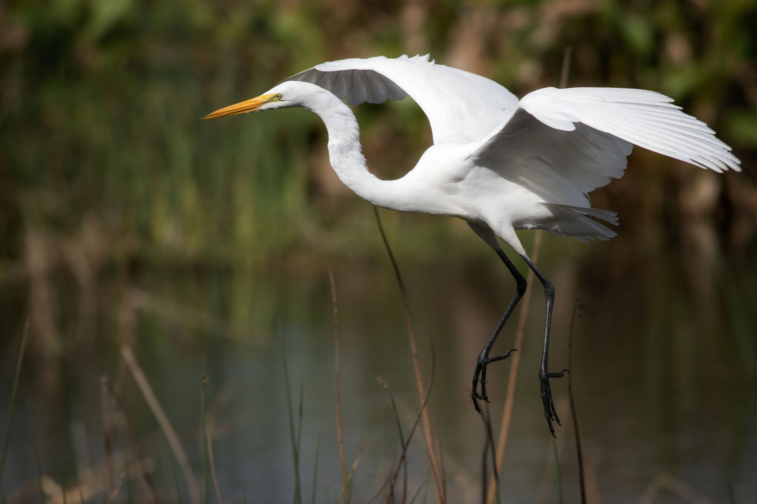 great-egret3.jpg