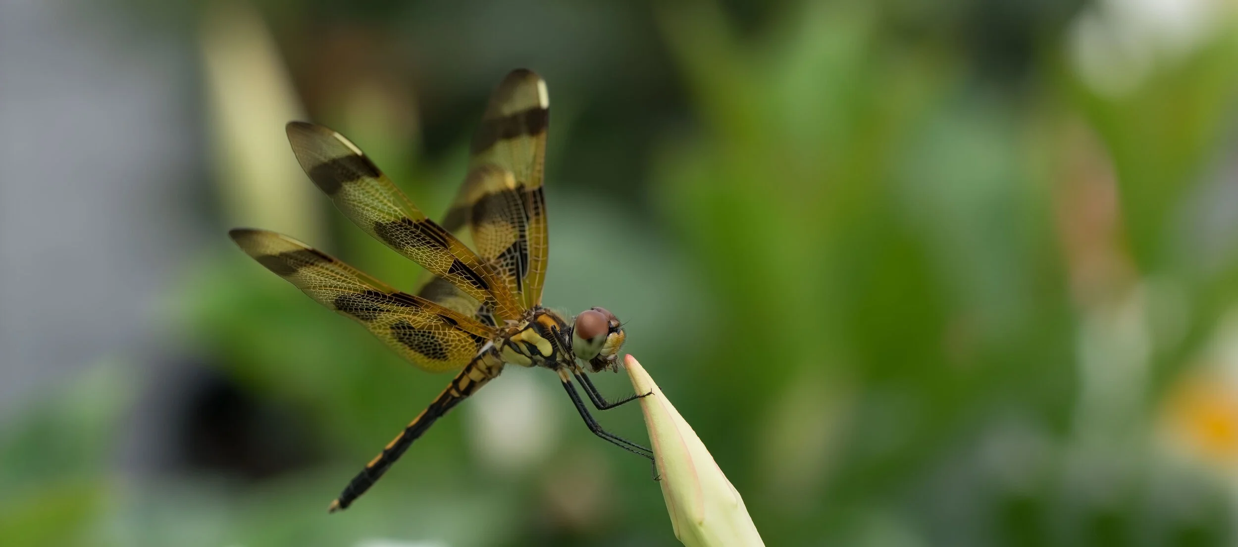 Anisoptera.jpg