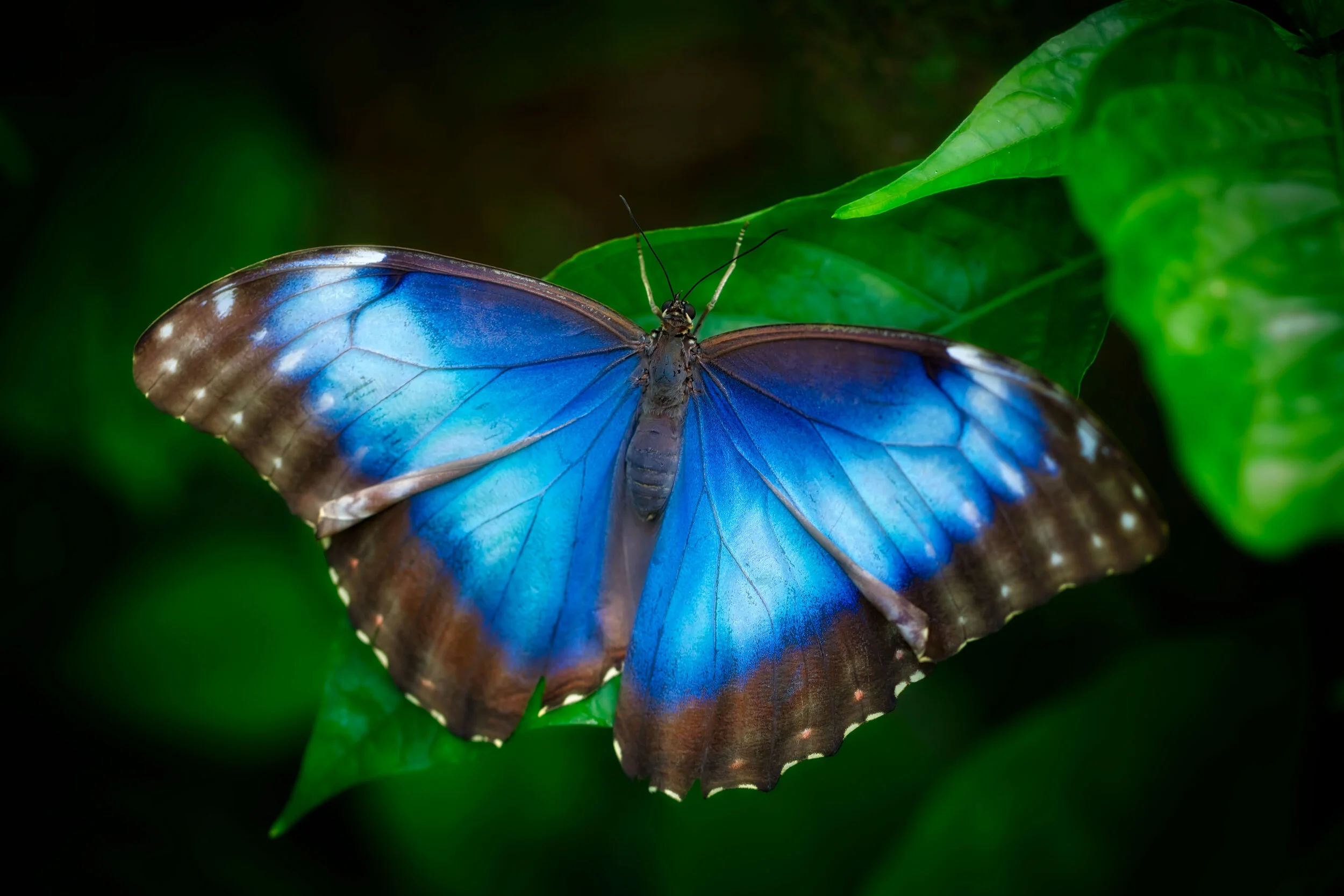 blue-morpho.jpg