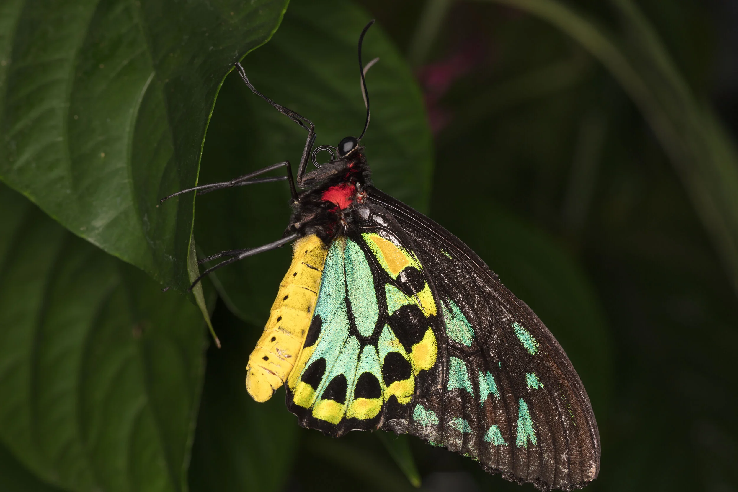 papilio.jpg