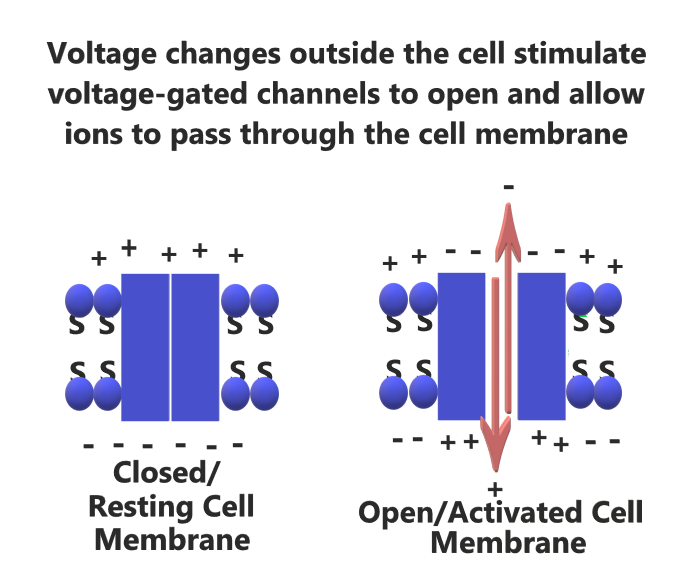 VoltageGatedChannels.png