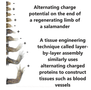What is the Biofield? — Biofield Lab