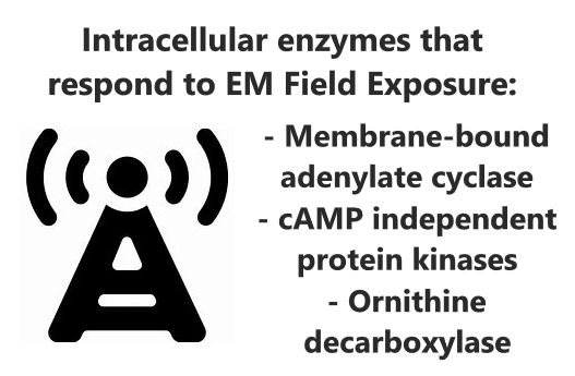 EnzymeEMF.png