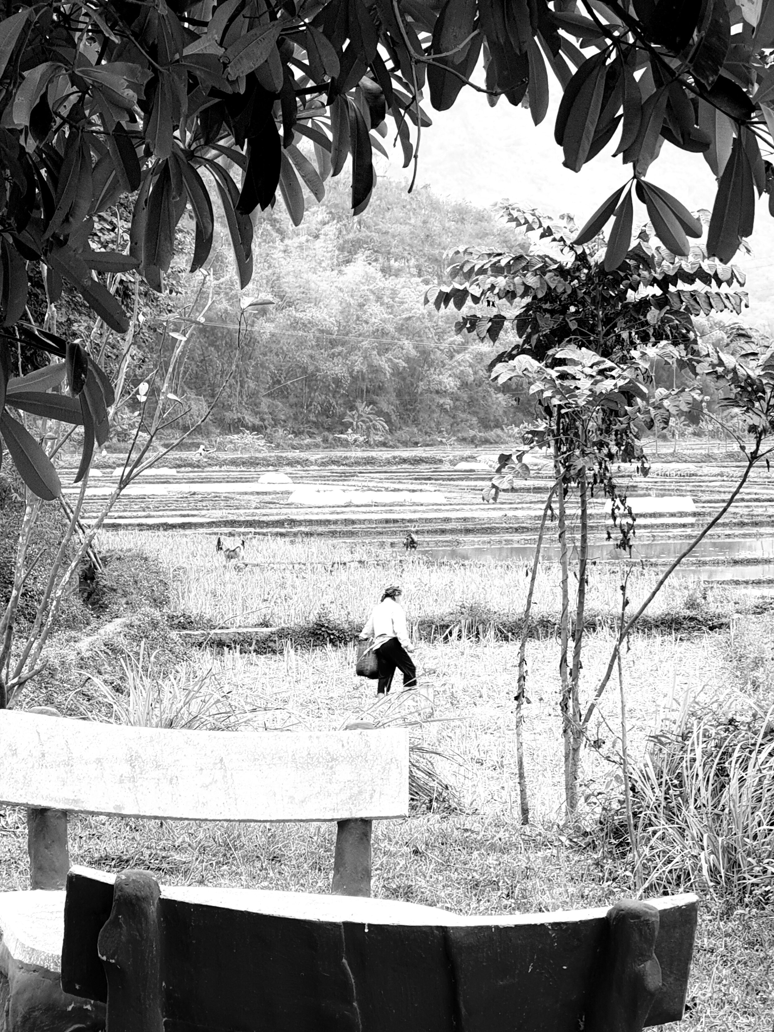 rice paddies scenes in vietnam.jpg