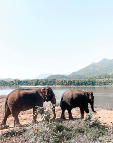 students visit elephant sanctuary while on leisure time.png
