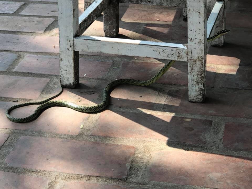 students come across snake in luang prabang.jpg