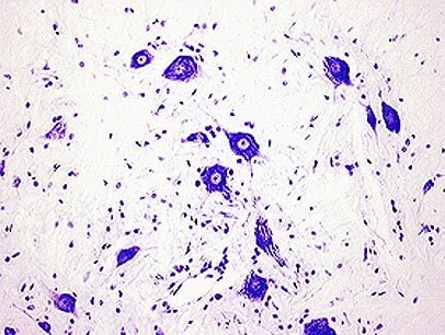 Routine staining — Neurodigitech, a neuro-based CRO