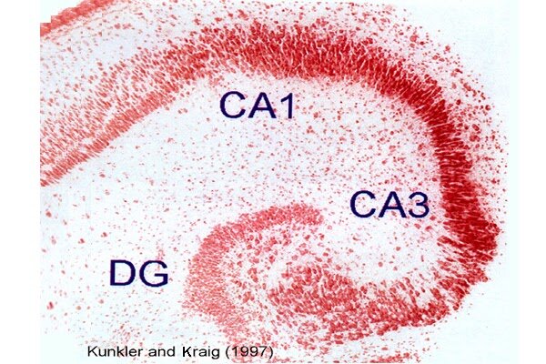 Ready to Use staining solutions — Neurodigitech, a neuro-based CRO