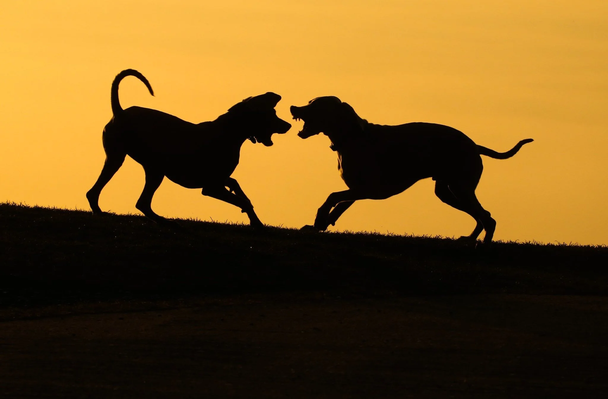 Animals