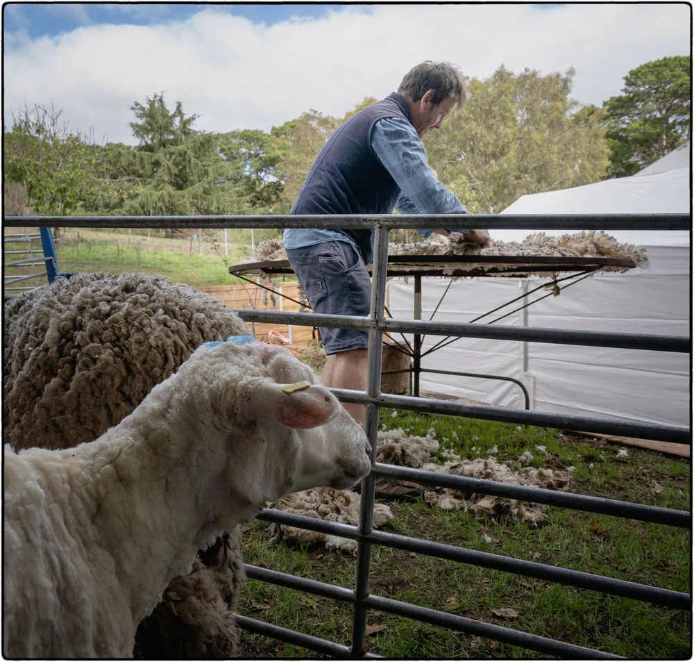 _DSC9904  Ps  CEP.JPG