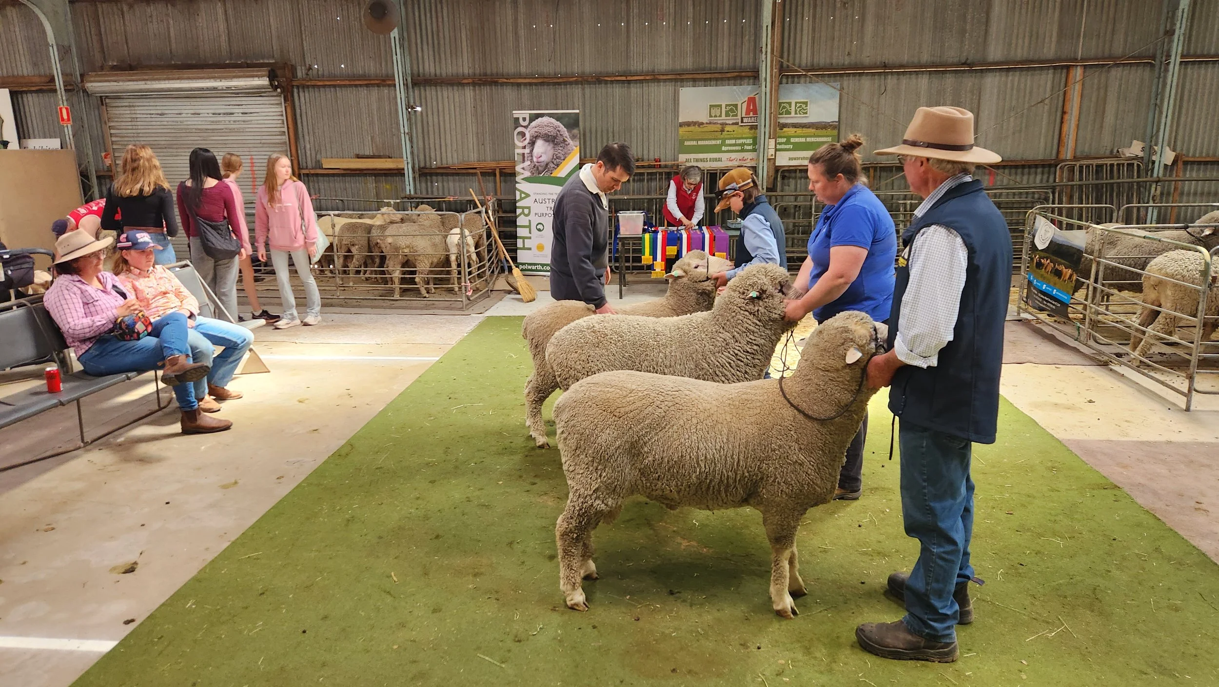 Colac Show: grassroots sheep + wool culture