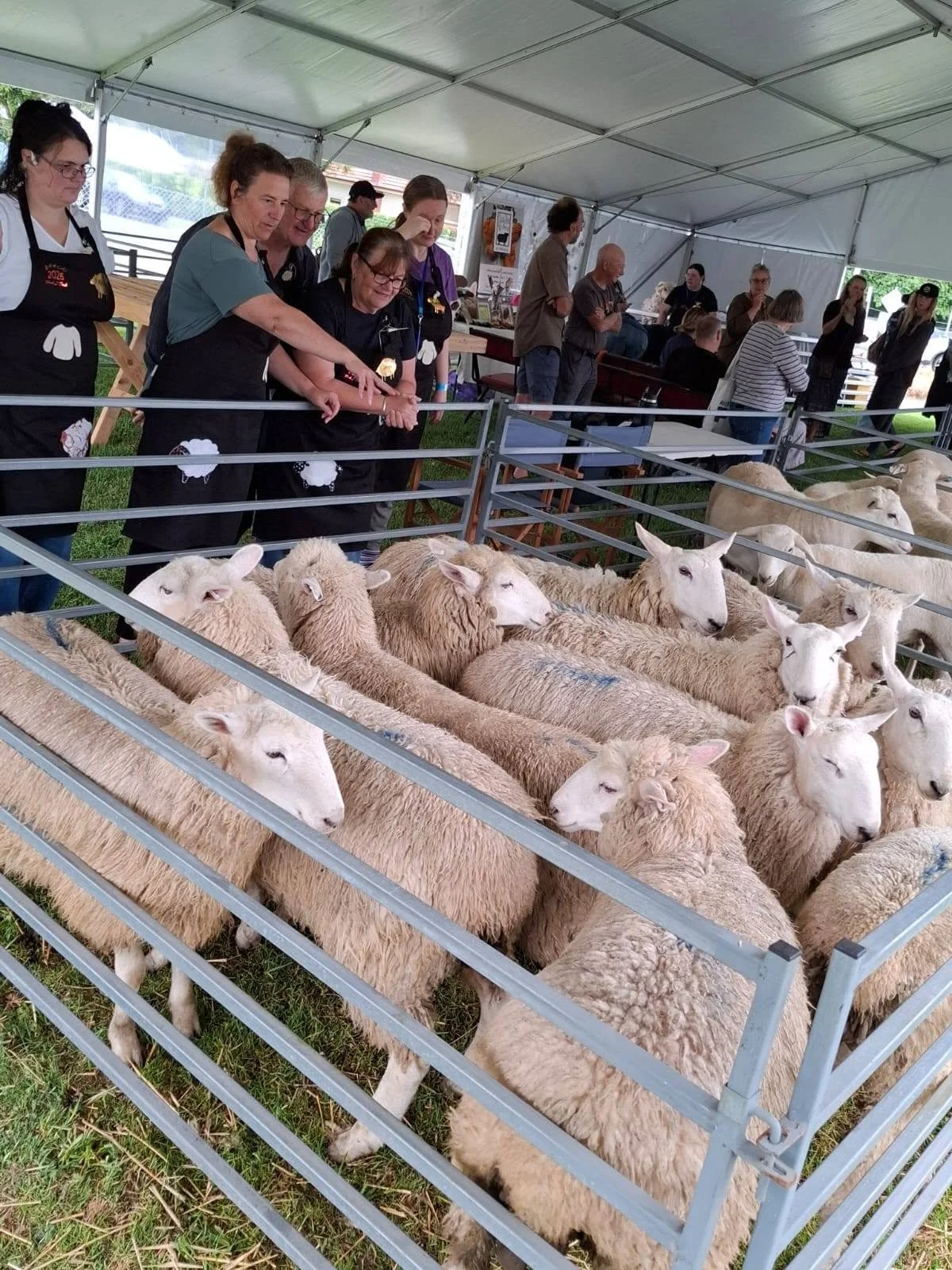 Priscillas Shepherds