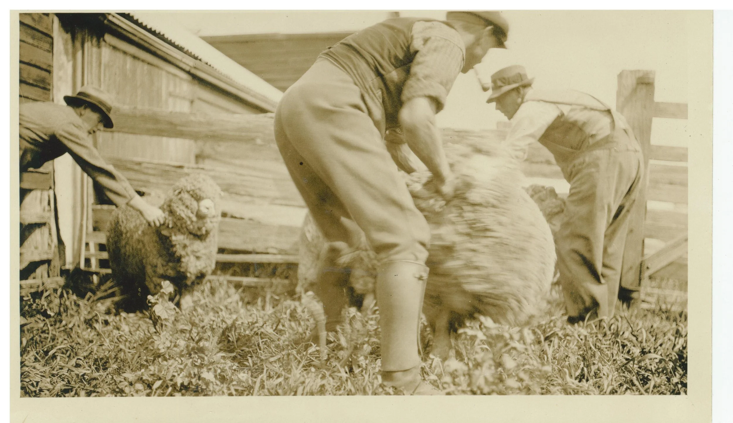 old tarndwarncoort shearing shed.jpg