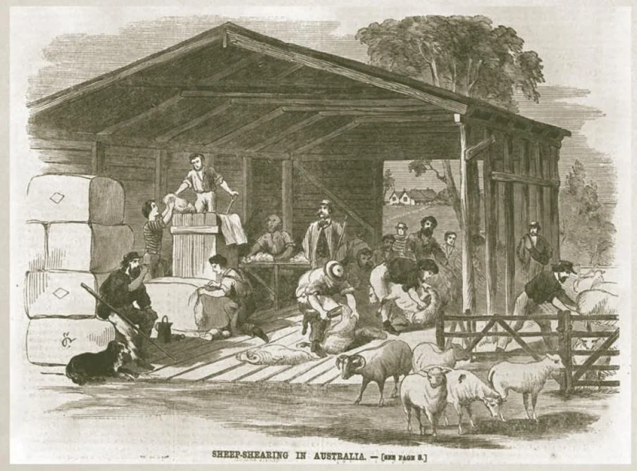 Sheep shearing in Australia.jpg