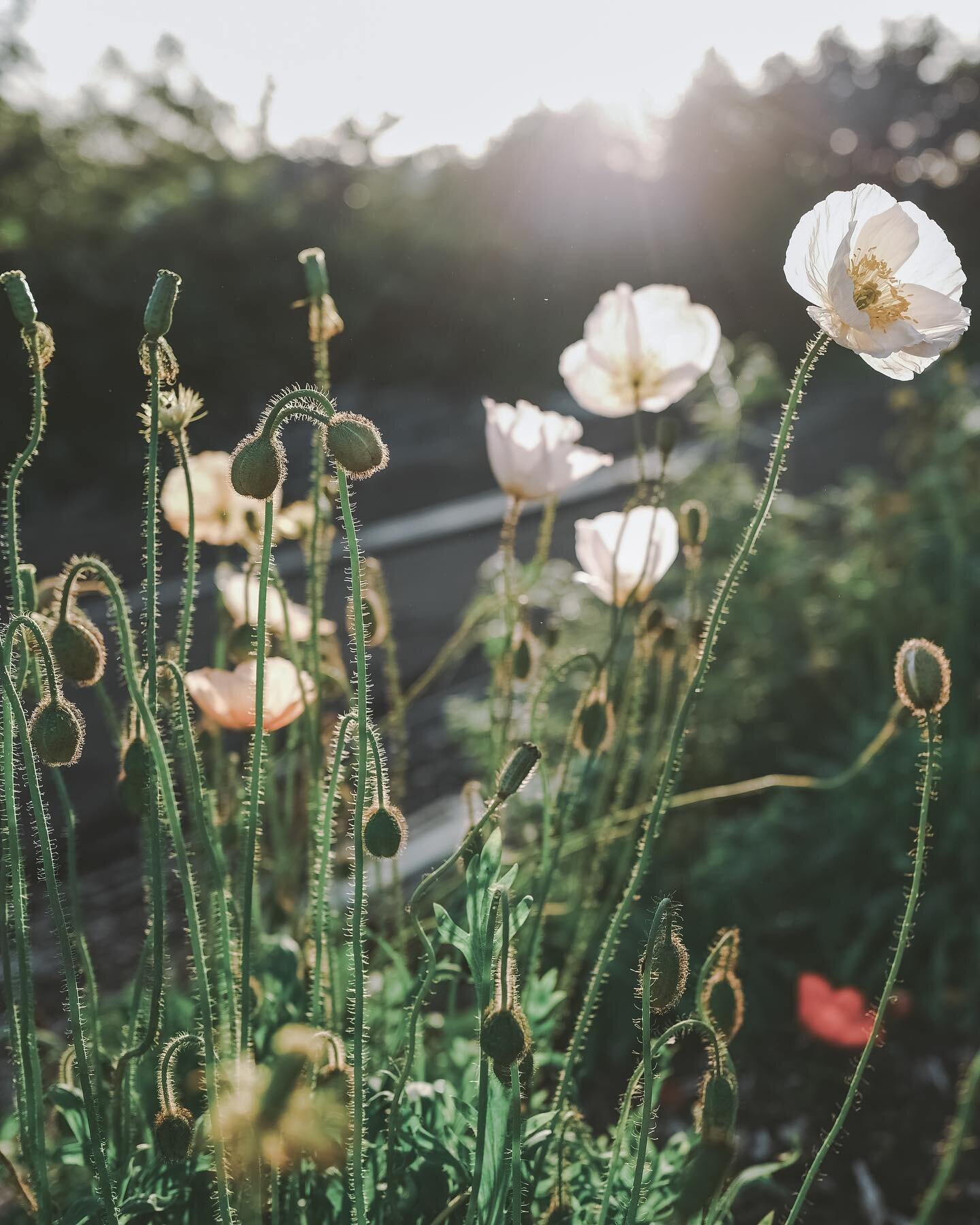 Really looking forward to all the late Spring, Summer and early Autumn flowers 💜🌿💛There is a new journal post on my website with an interview with Zanna Hoskins from @spindleflowers and photos I have taken over several visits to her beautiful flow